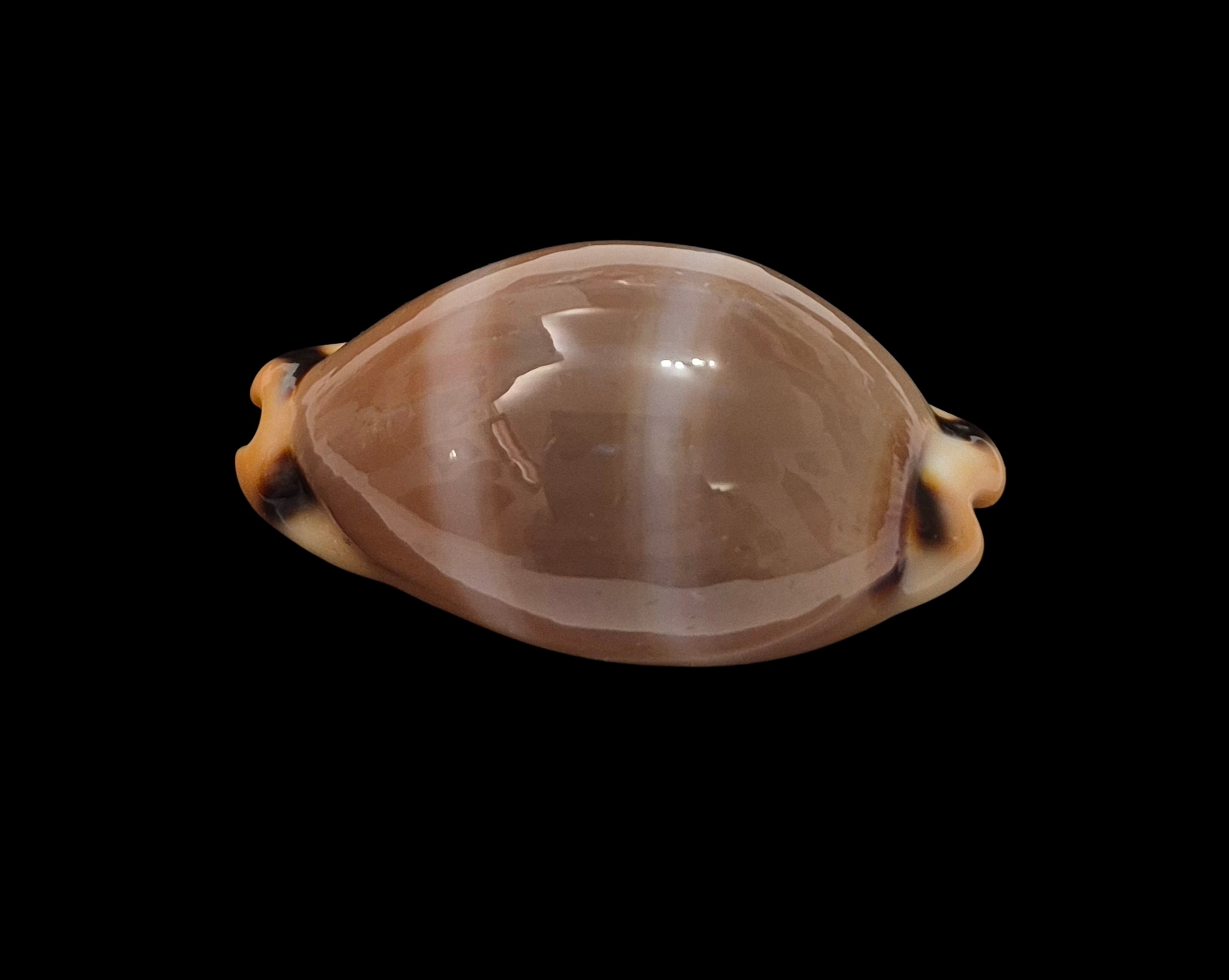 BC451 Luria lurida oceanica - BIG SIZE - Image 4