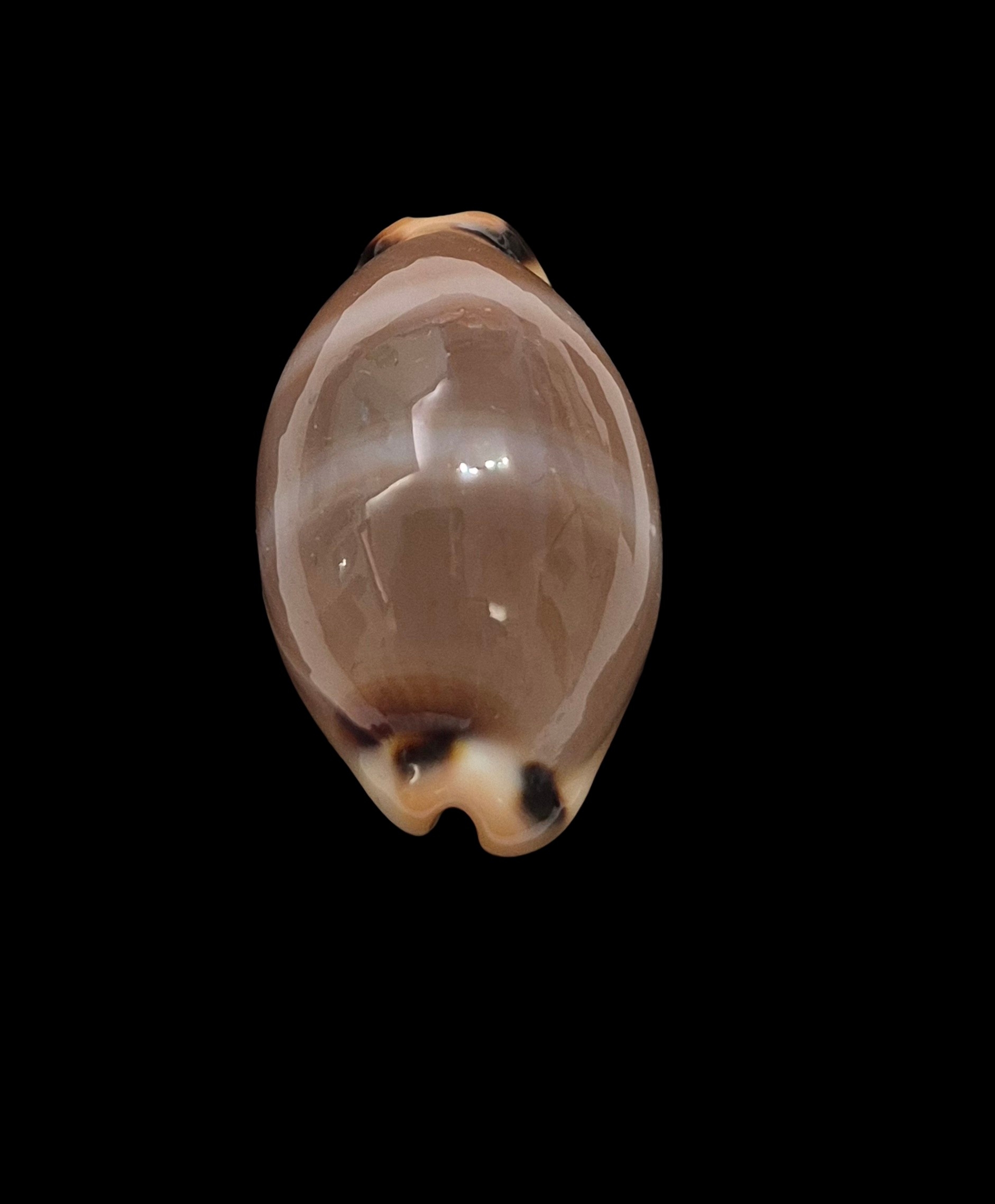 BC451 Luria lurida oceanica - BIG SIZE - Image 5