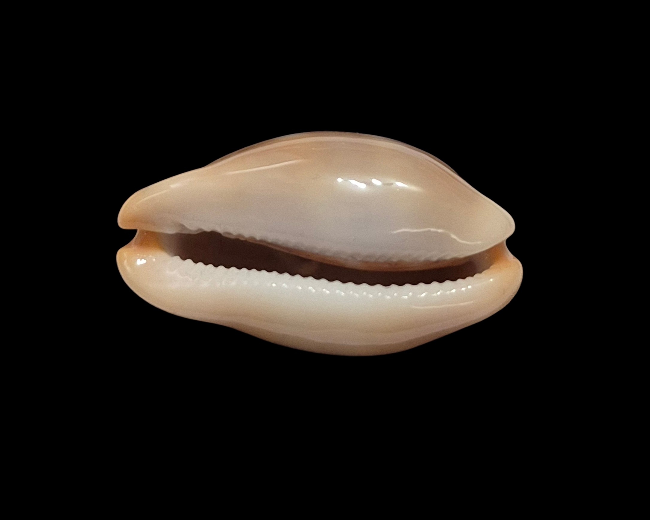 BC451 Luria lurida oceanica - BIG SIZE - Image 2