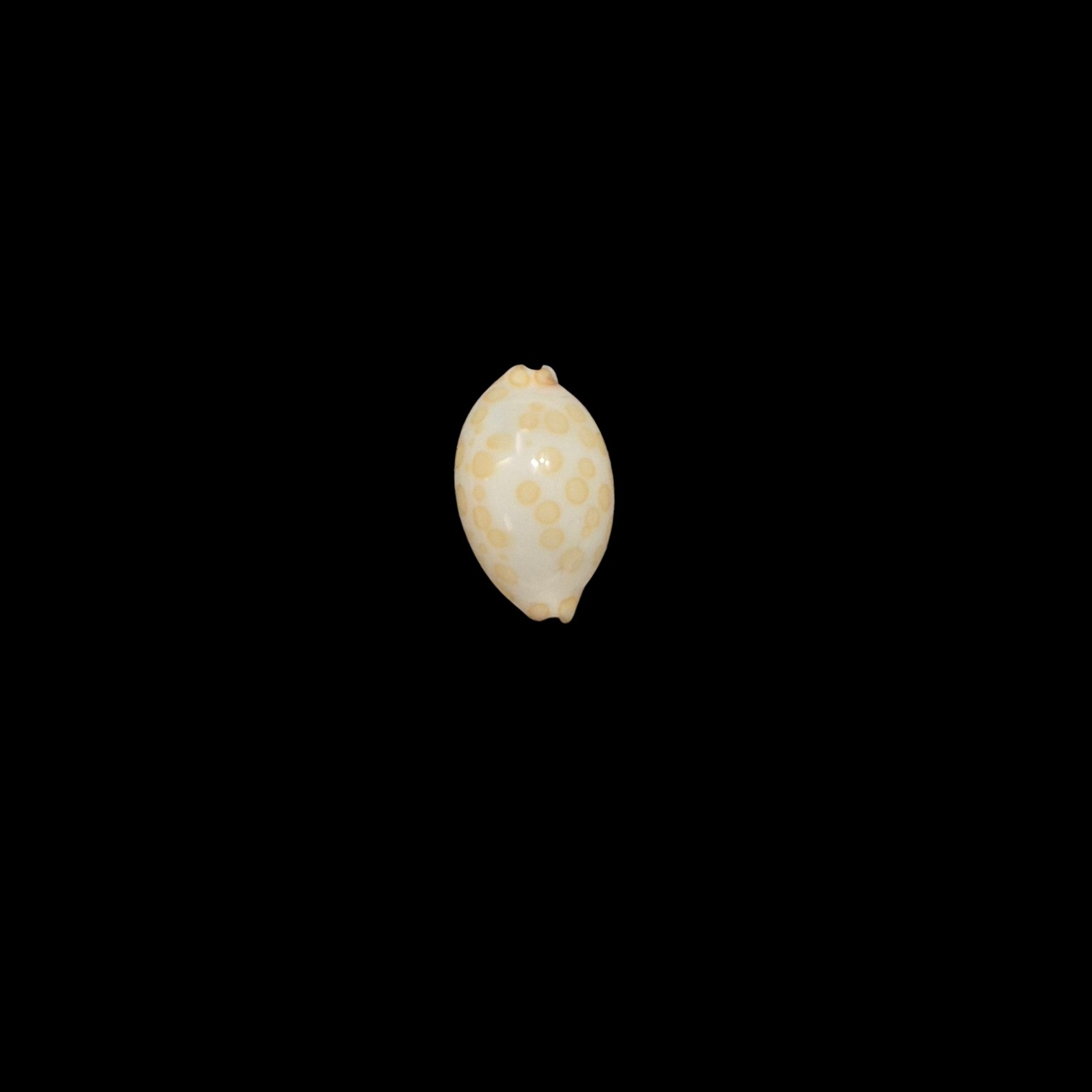 BC452 Annepona mariae - TINY JEWEL