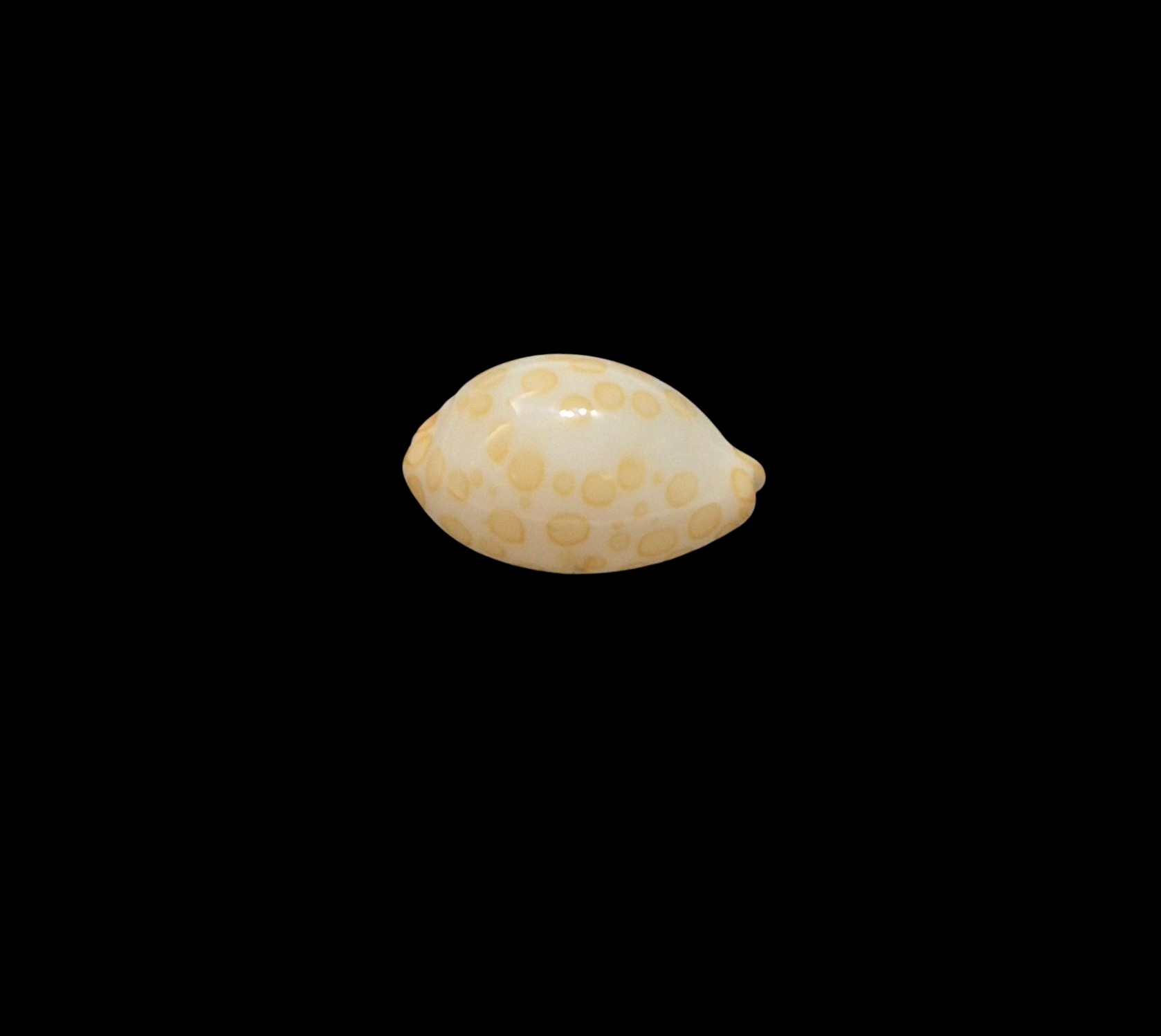 BC452 Annepona mariae - TINY JEWEL - Image 2