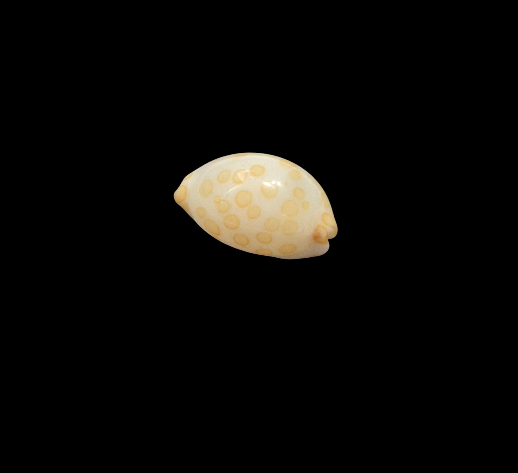 BC452 Annepona mariae - TINY JEWEL - Image 3