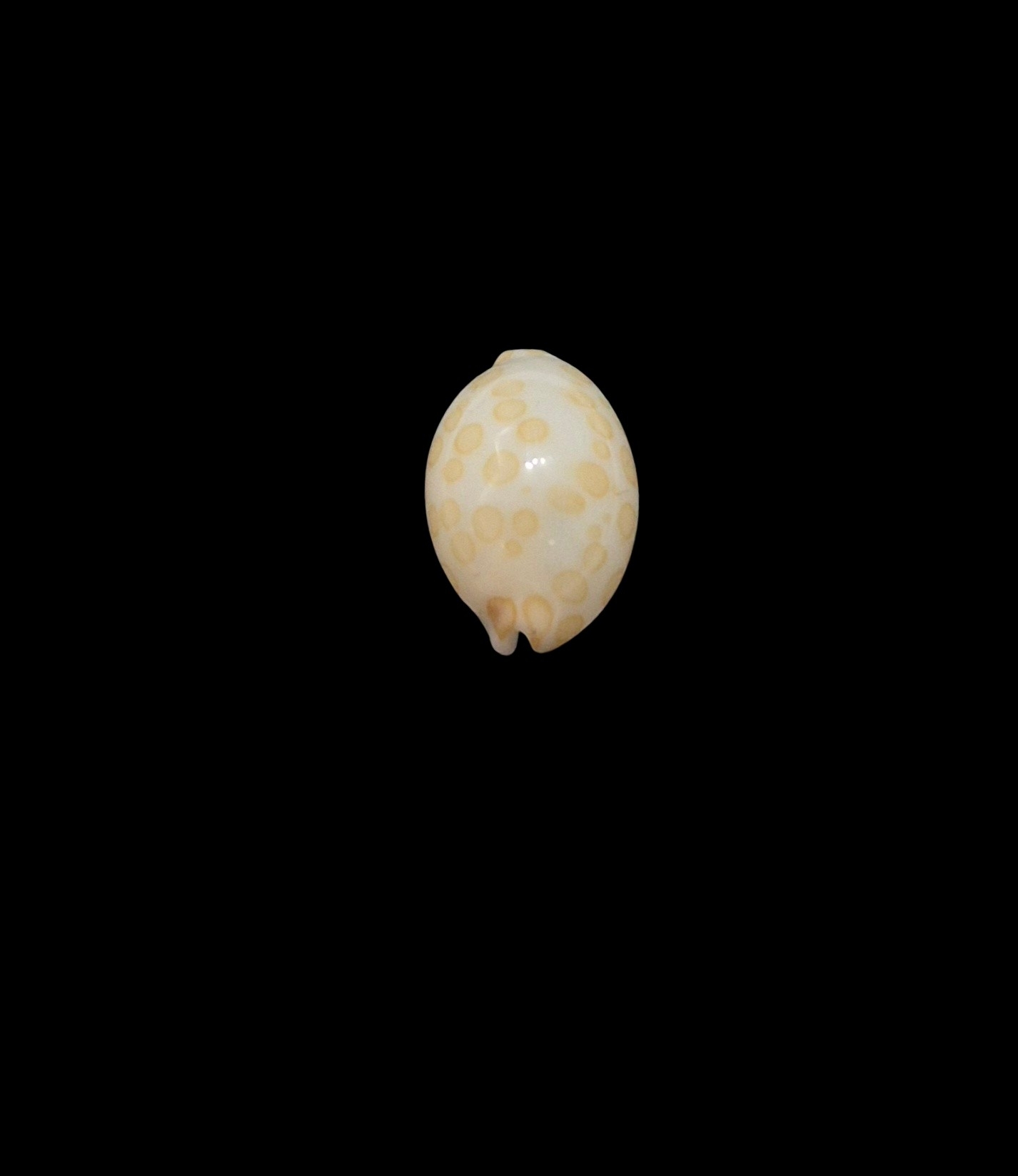 BC452 Annepona mariae - TINY JEWEL - Image 4