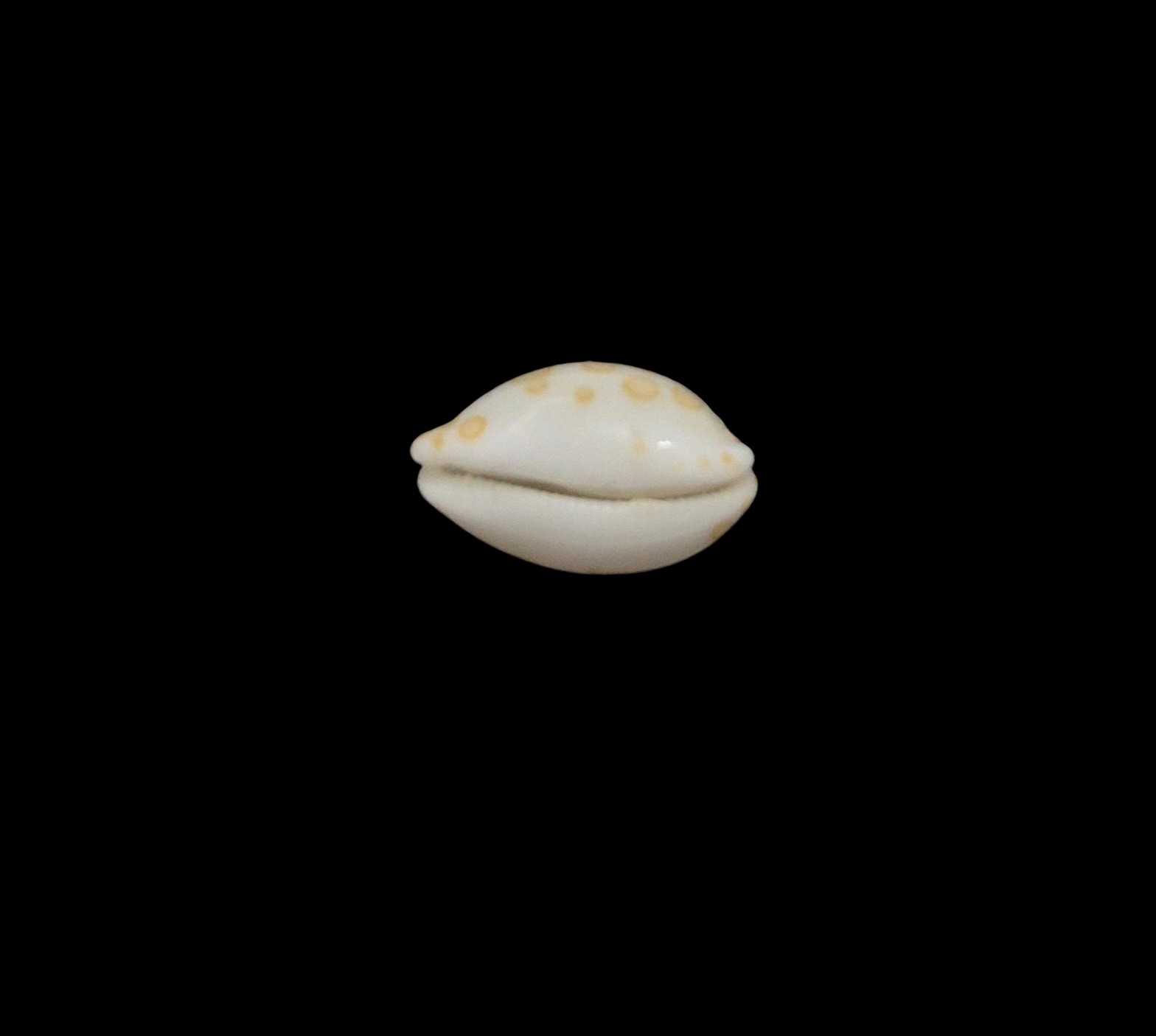 BC452 Annepona mariae - TINY JEWEL - Image 5