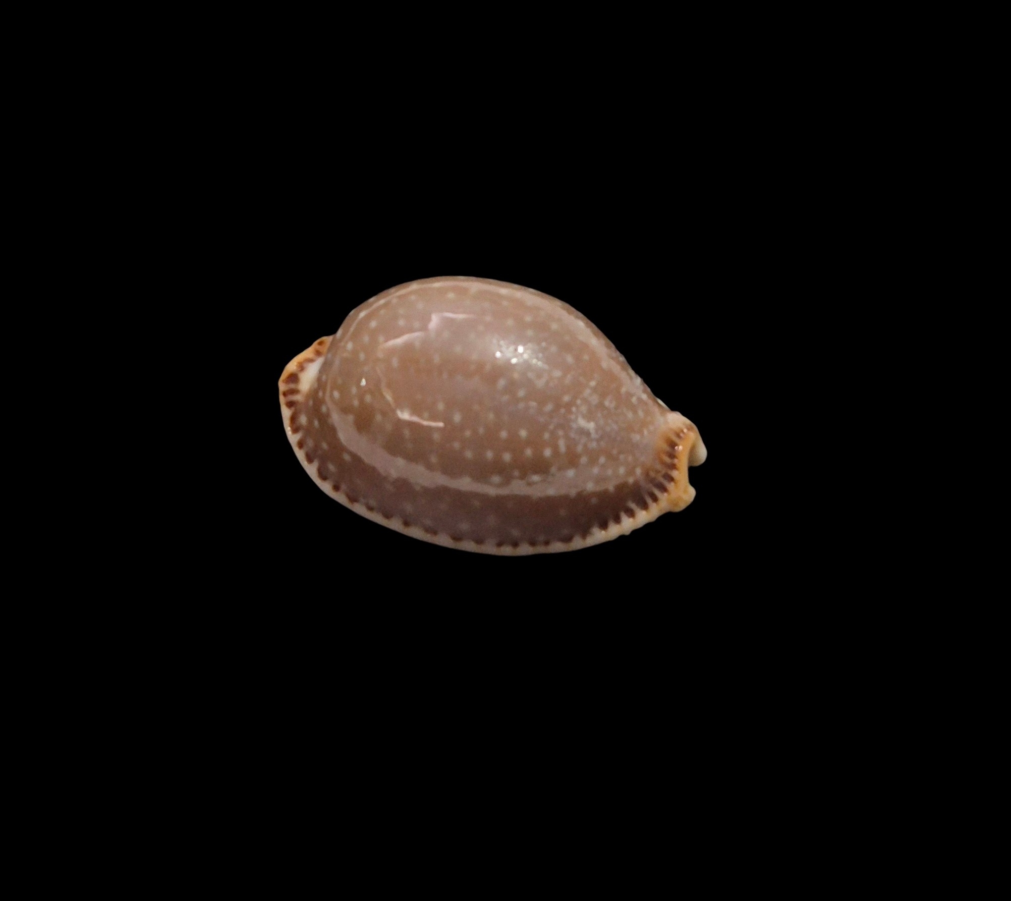BC453 Staphylaea semiplota - VERY LARGE - Image 2