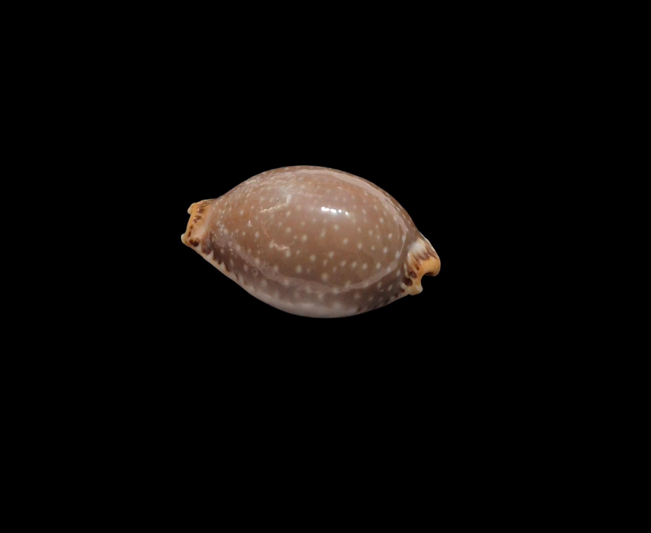 BC453 Staphylaea semiplota - VERY LARGE - Image 3