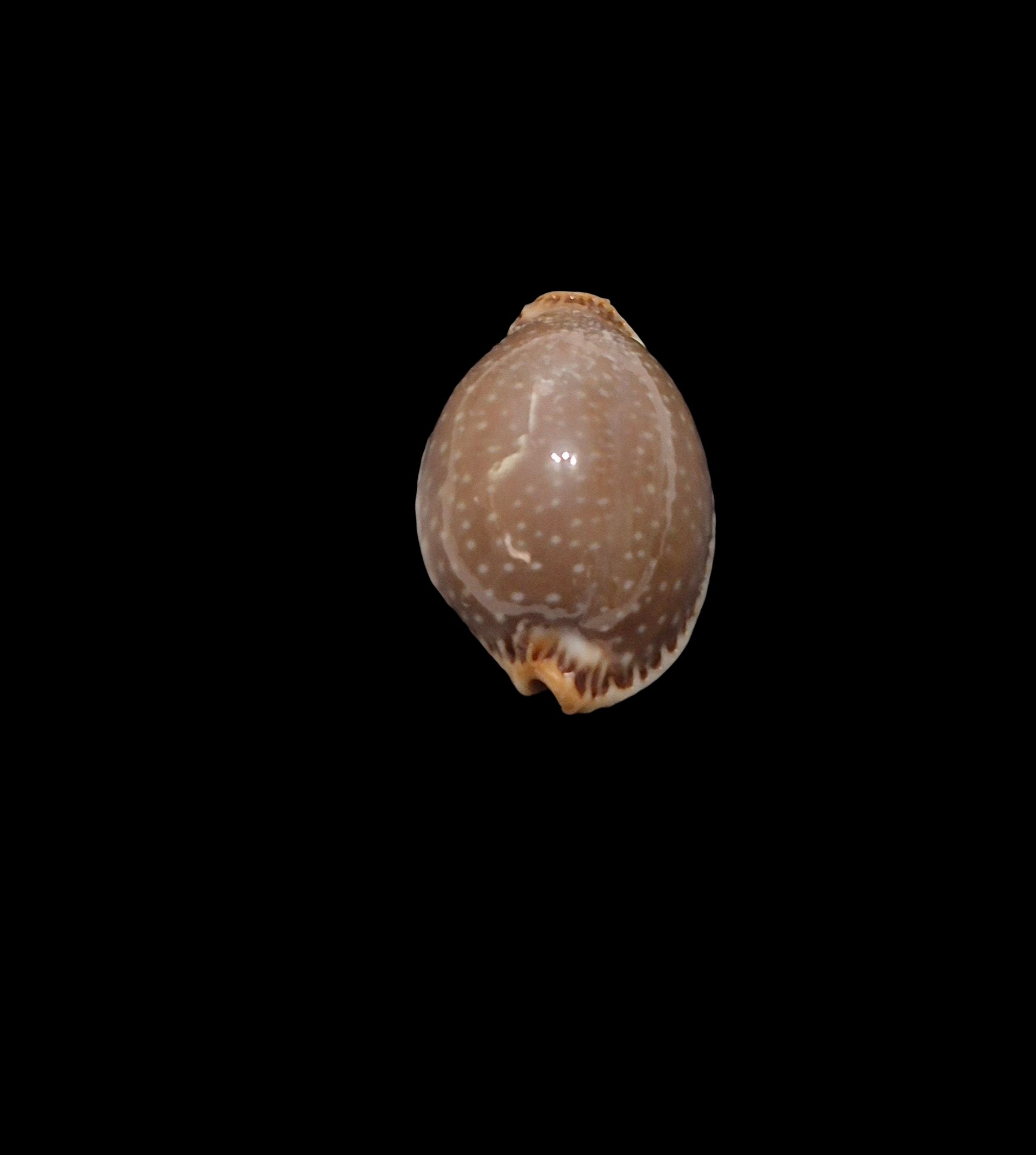 BC453 Staphylaea semiplota - VERY LARGE - Image 4
