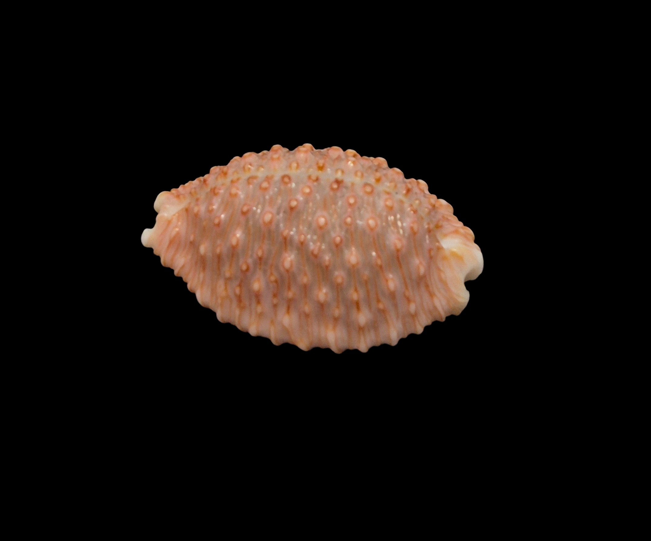 BC455 Nucleolaria hinuhinu - THE REAL THING - Image 3