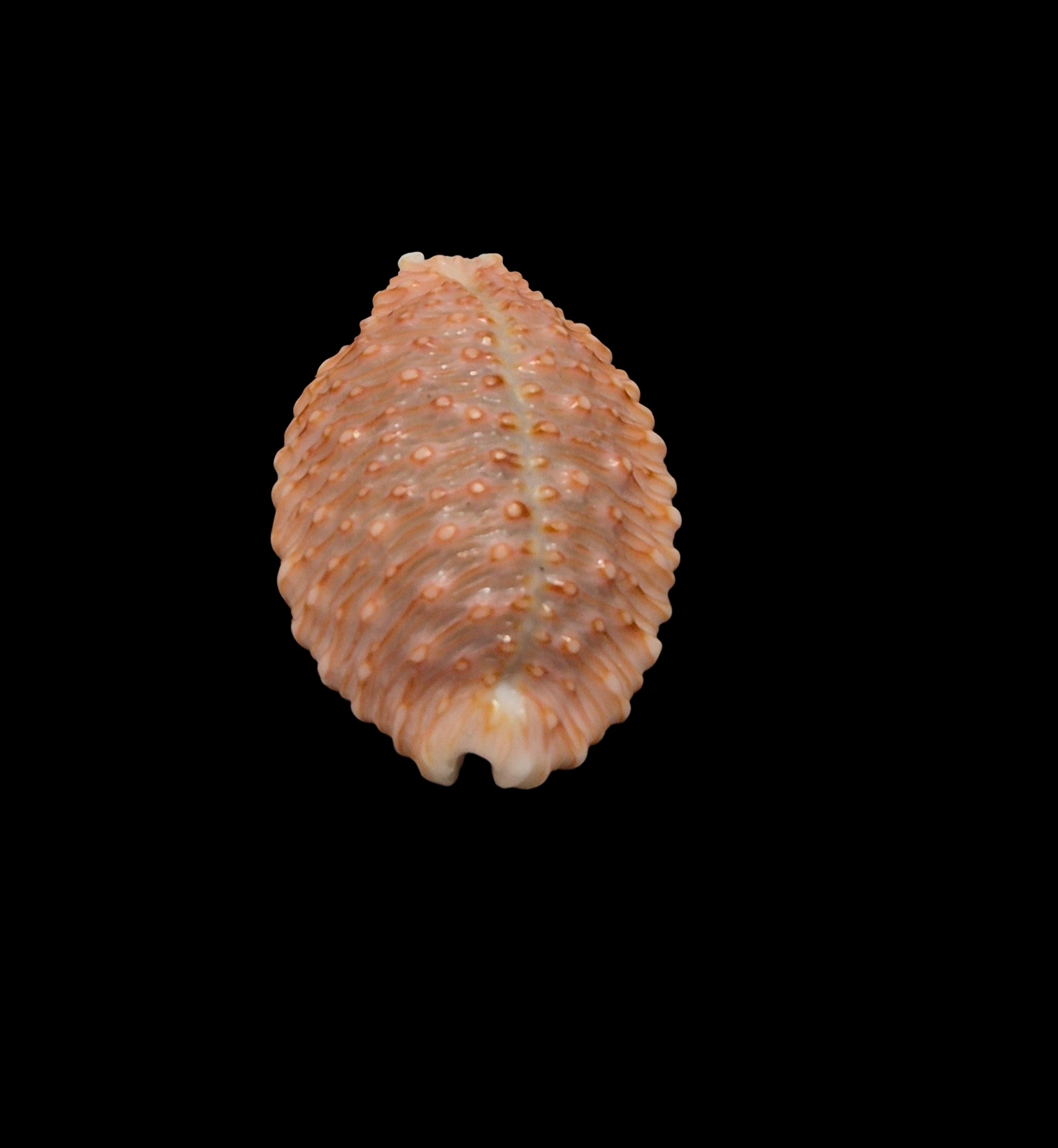 BC455 Nucleolaria hinuhinu - THE REAL THING - Image 4