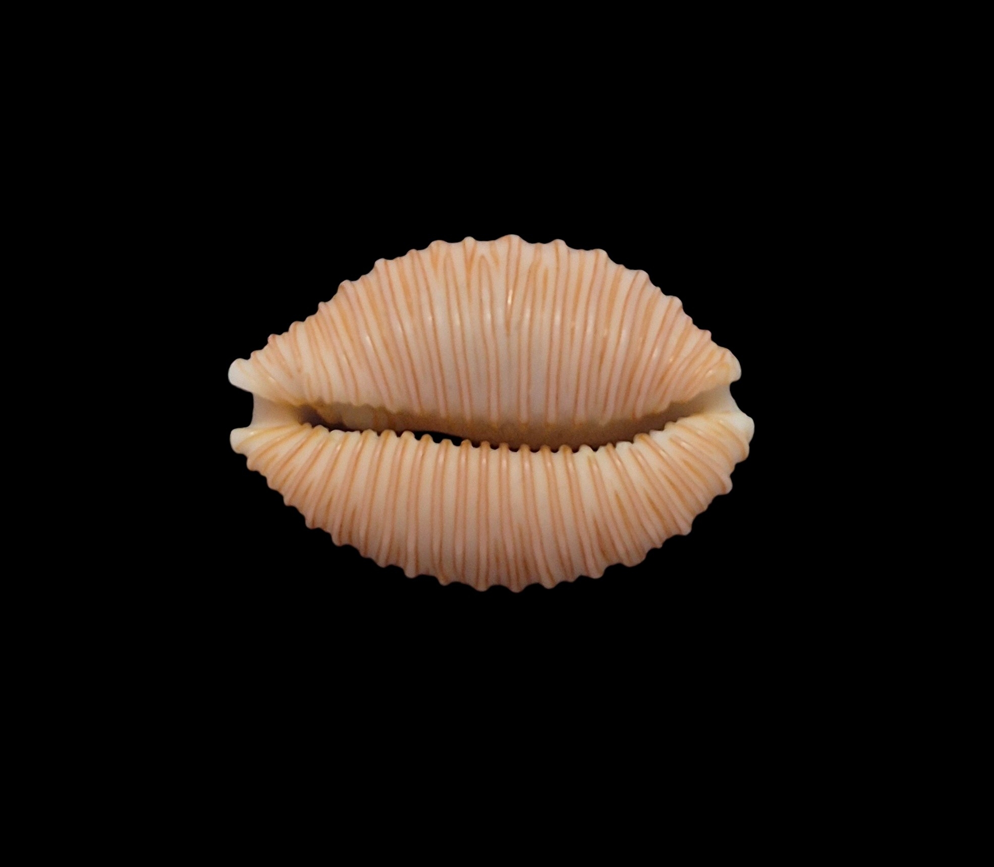 BC455 Nucleolaria hinuhinu - THE REAL THING - Image 5