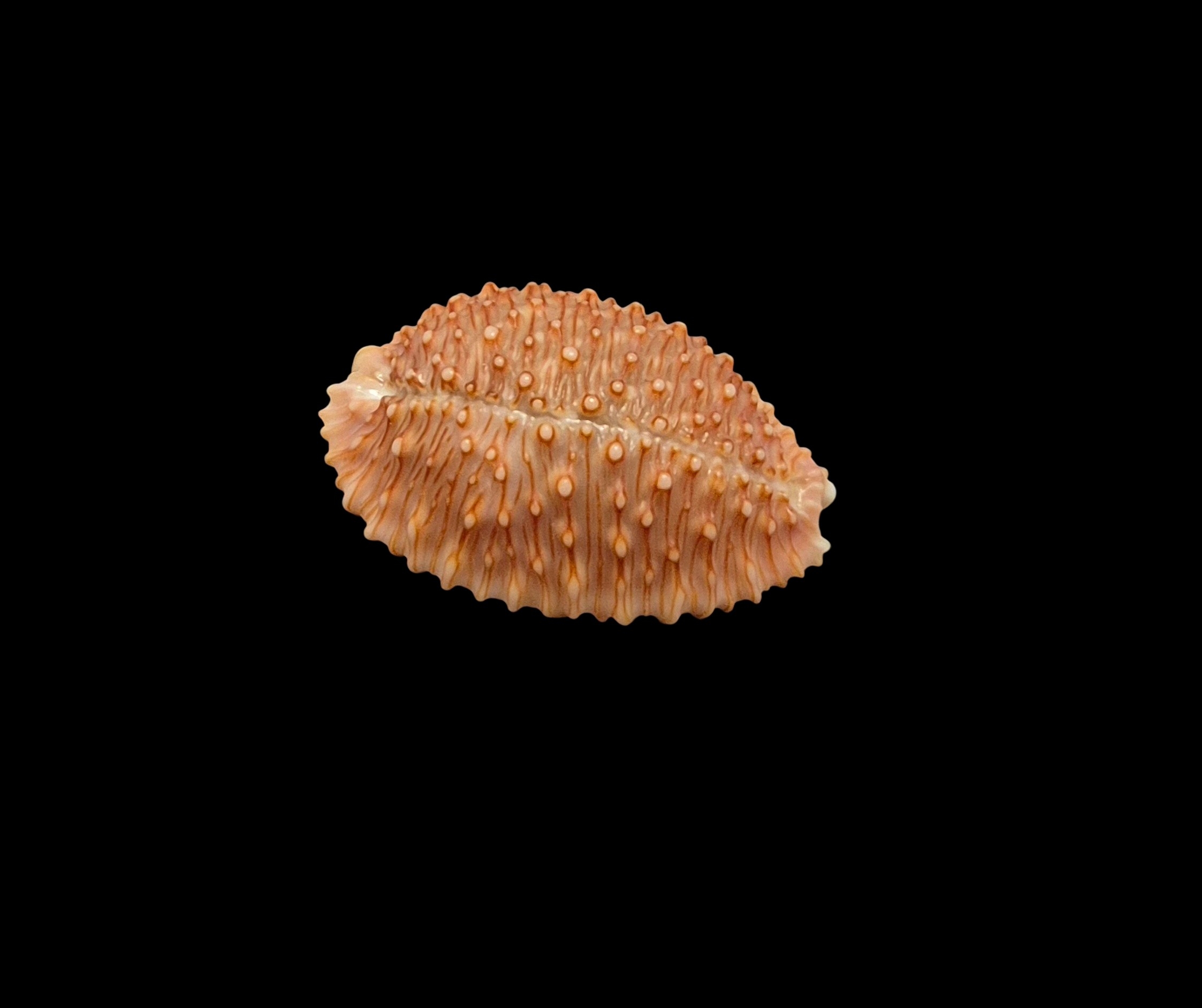 BC460 Staphylaea granulata - TOP ONE - Image 2