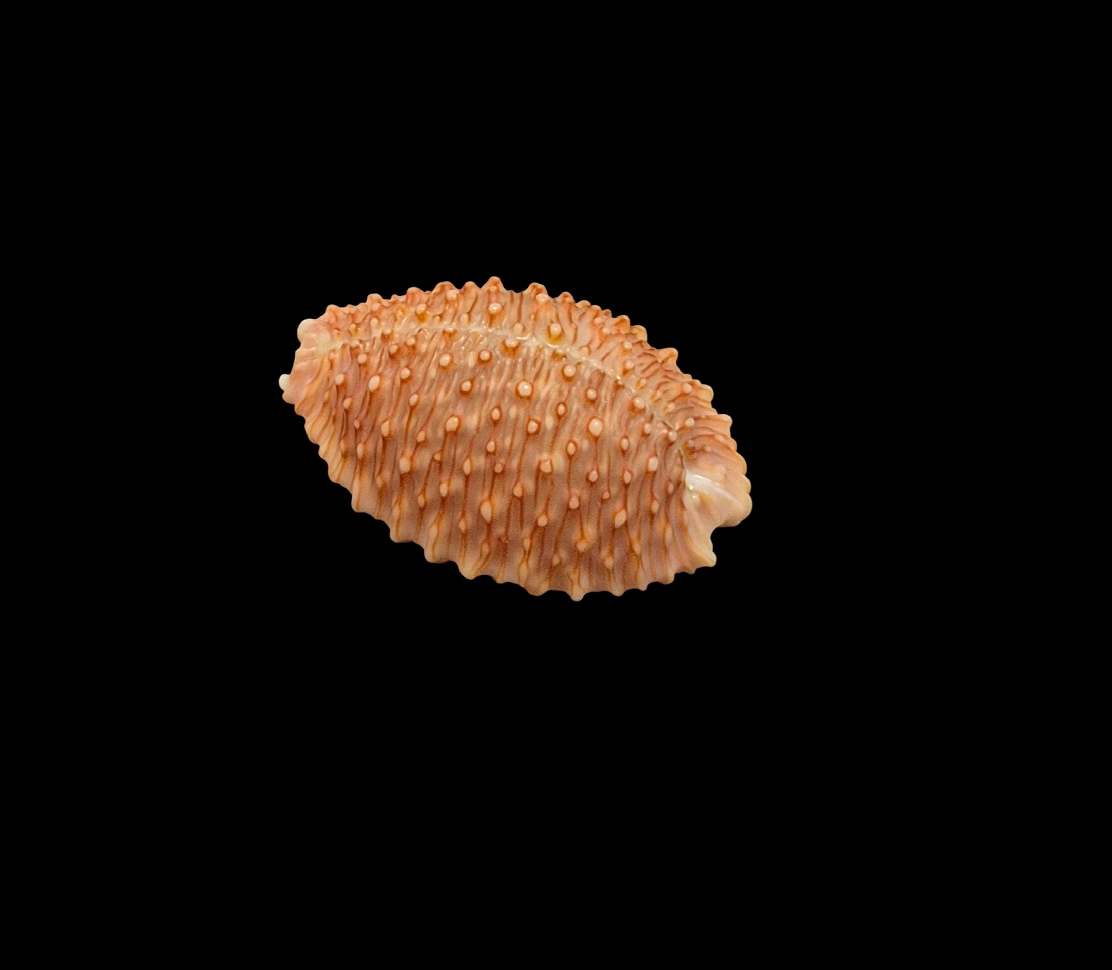 BC460 Staphylaea granulata - TOP ONE - Image 3