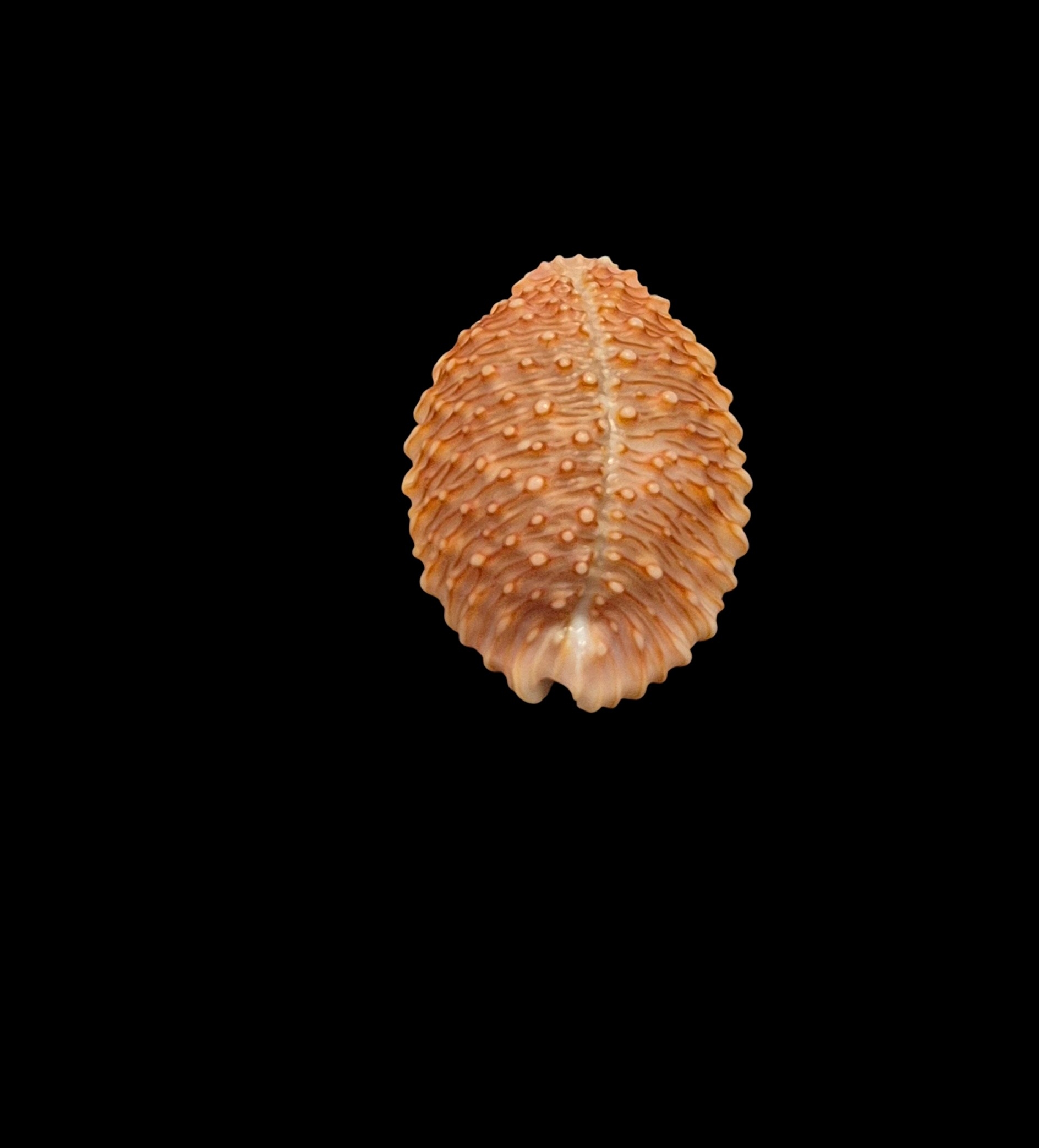 BC460 Staphylaea granulata - TOP ONE - Image 4