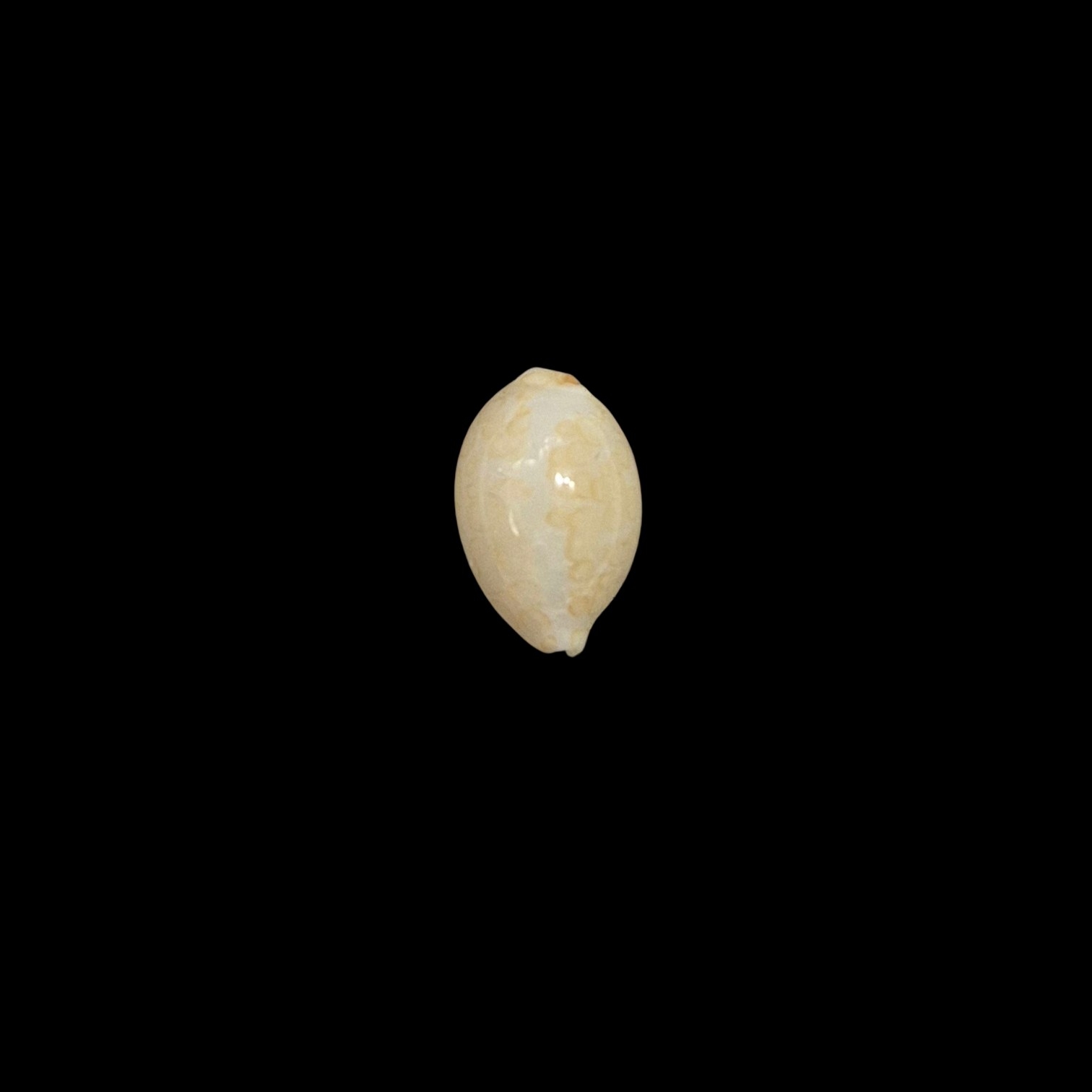 BC461 Annepona mariae