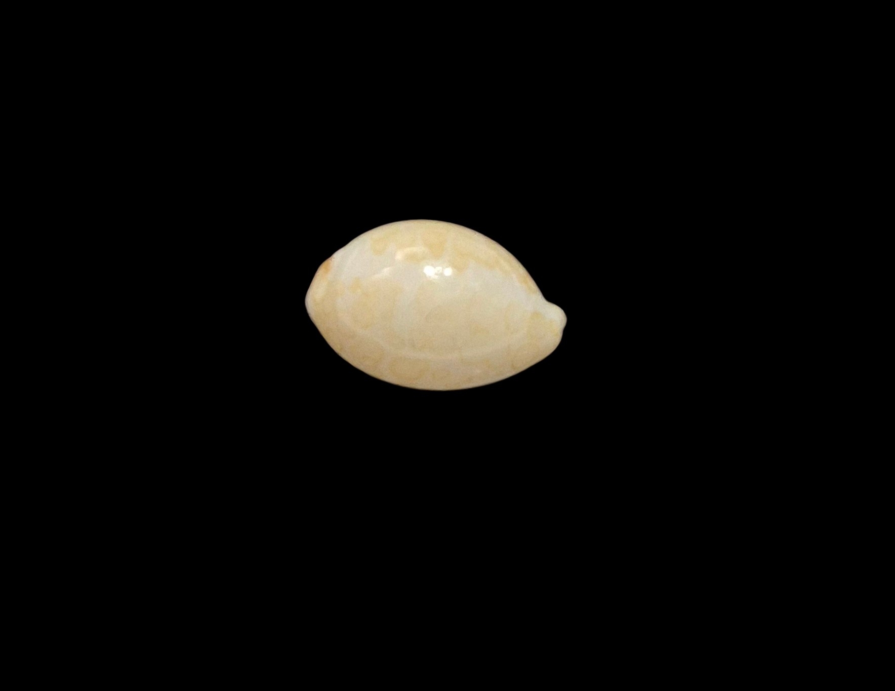BC461 Annepona mariae - Image 2