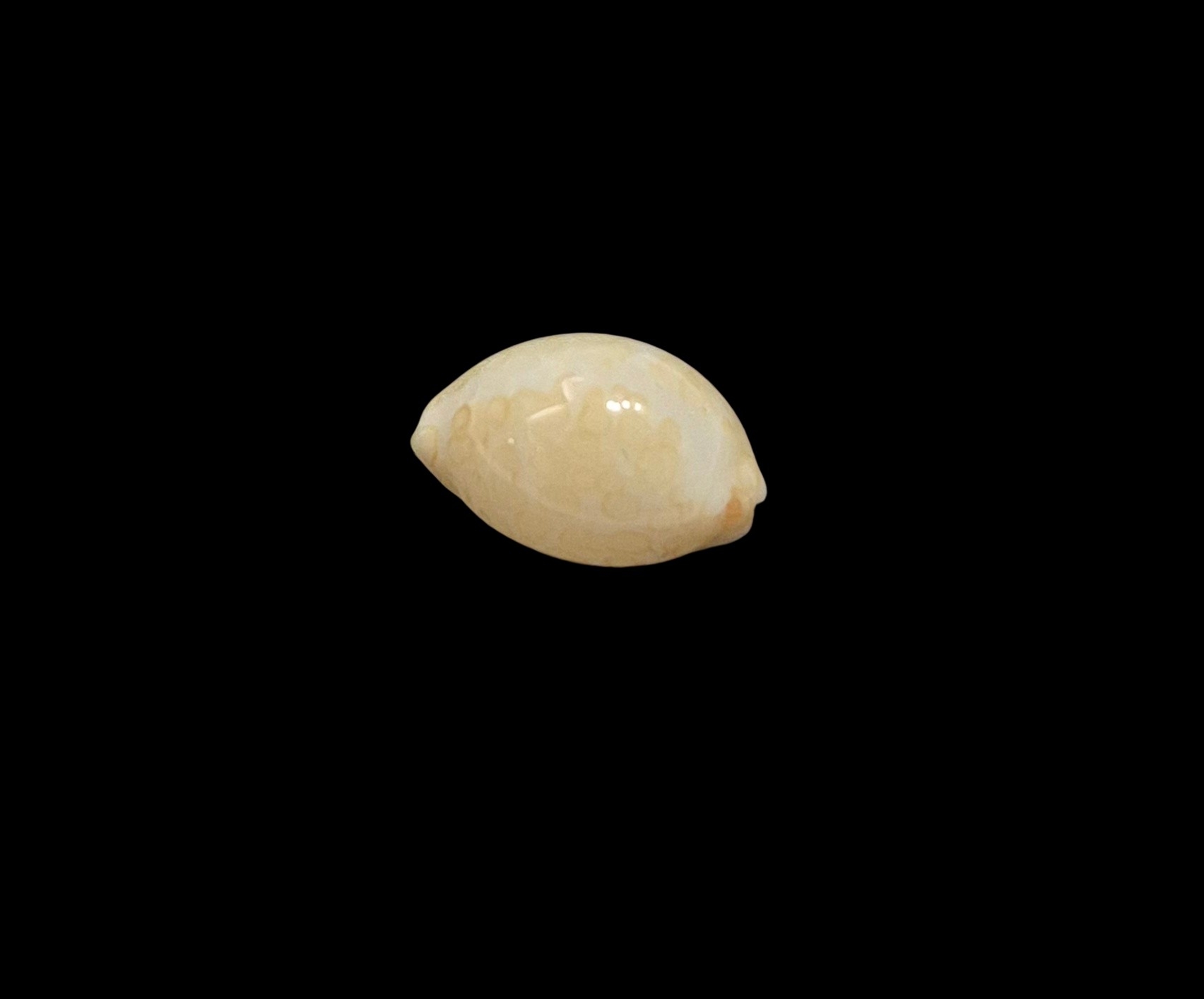 BC461 Annepona mariae - Image 3