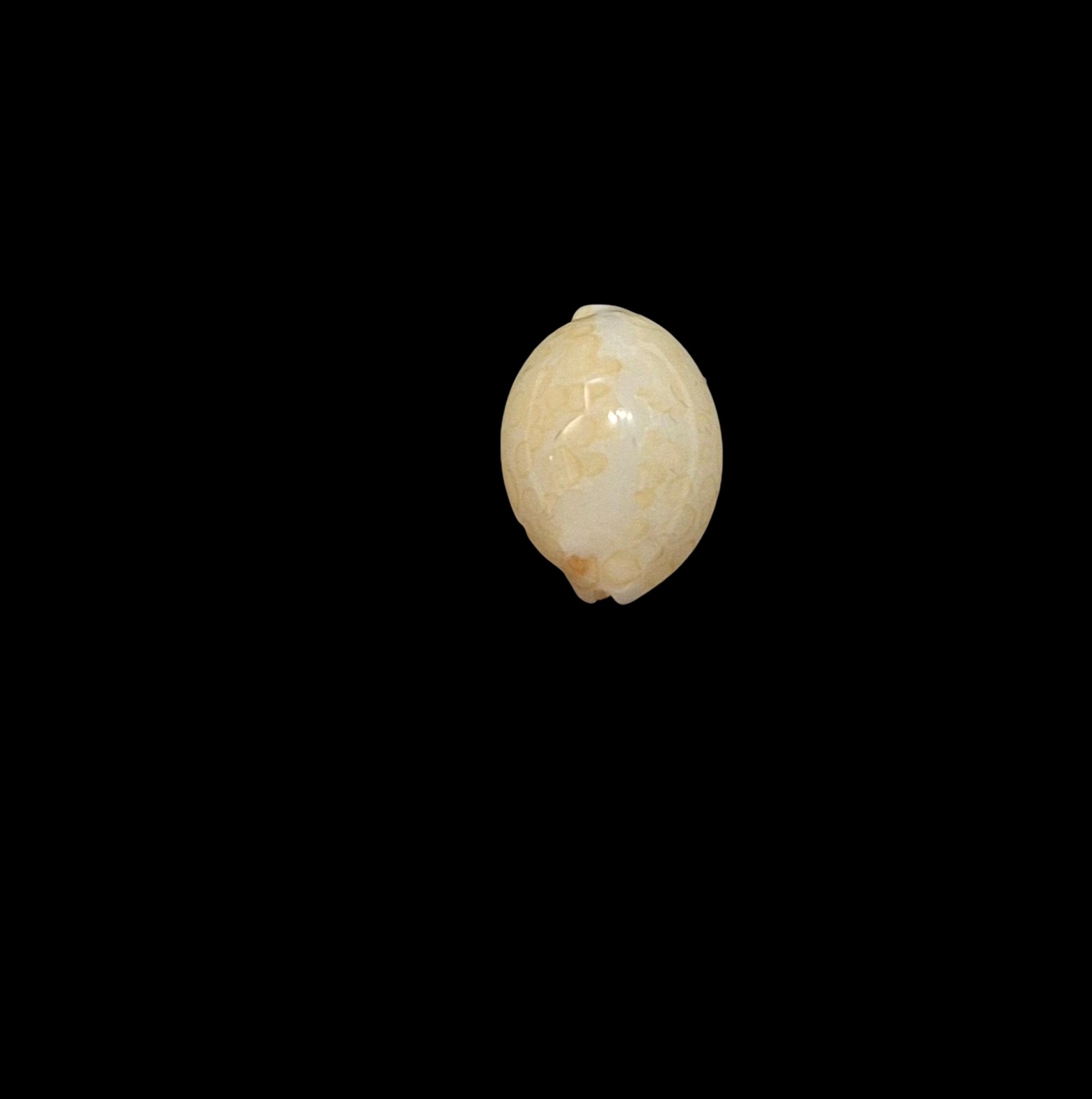BC461 Annepona mariae - Image 4