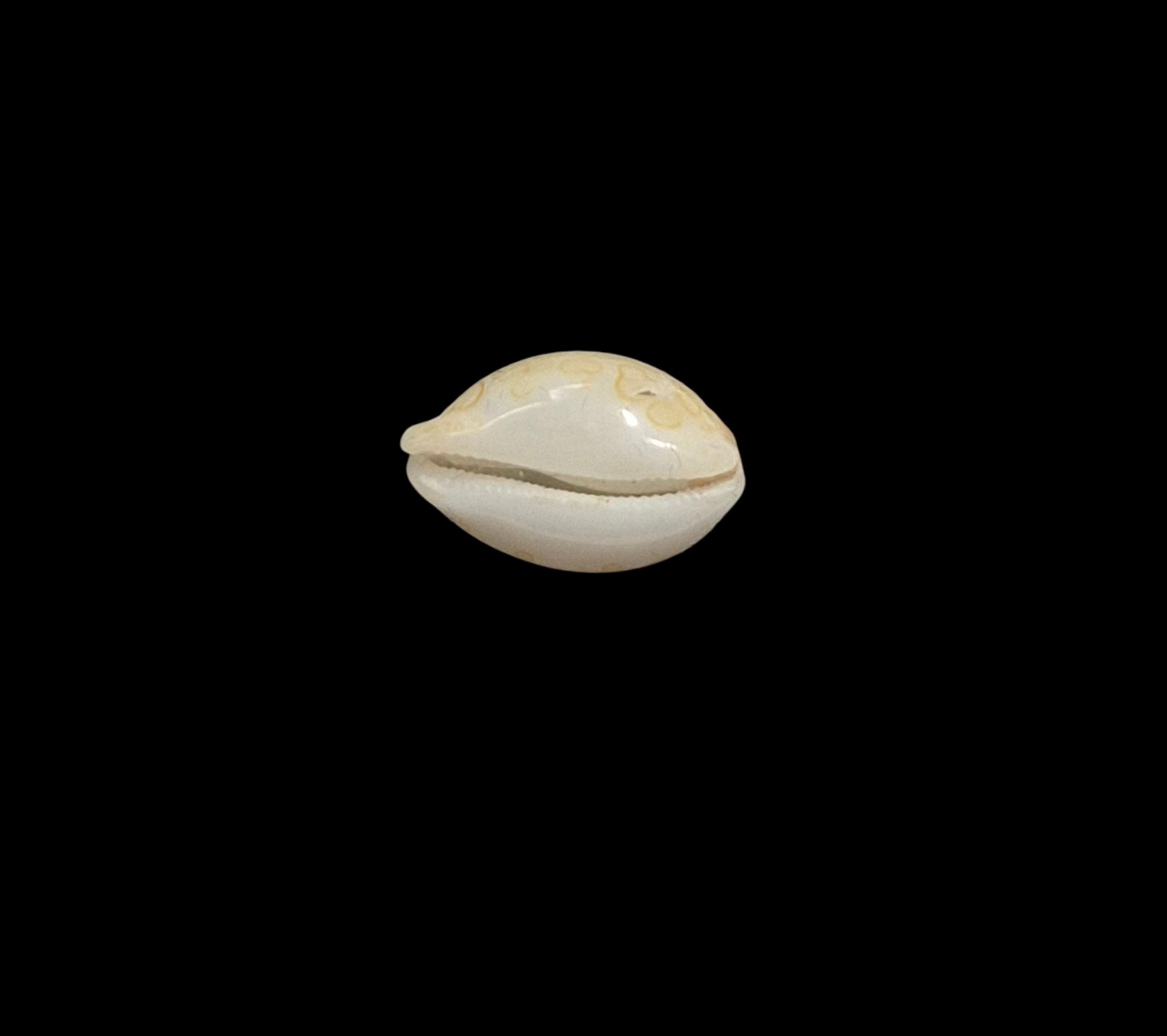 BC461 Annepona mariae - Image 5