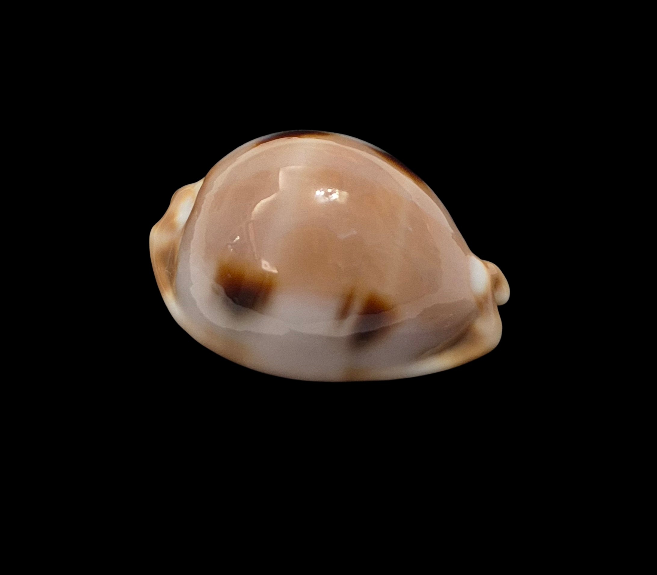 BC462 Luria tessellata - LARGE BEAUTY - Image 3