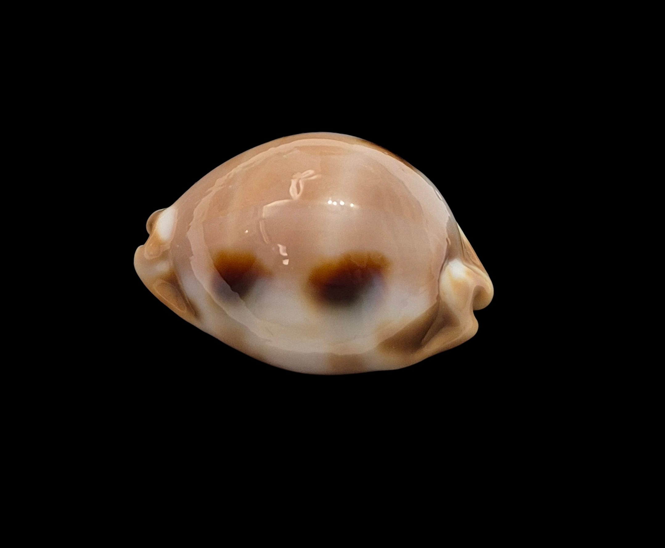 BC462 Luria tessellata - LARGE BEAUTY - Image 4