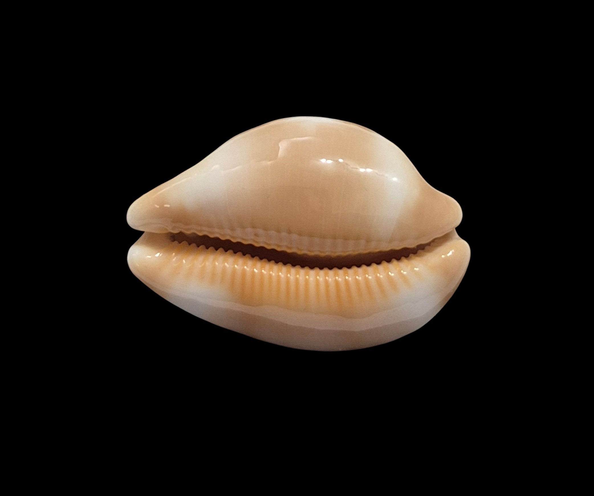 BC462 Luria tessellata - LARGE BEAUTY - Image 2