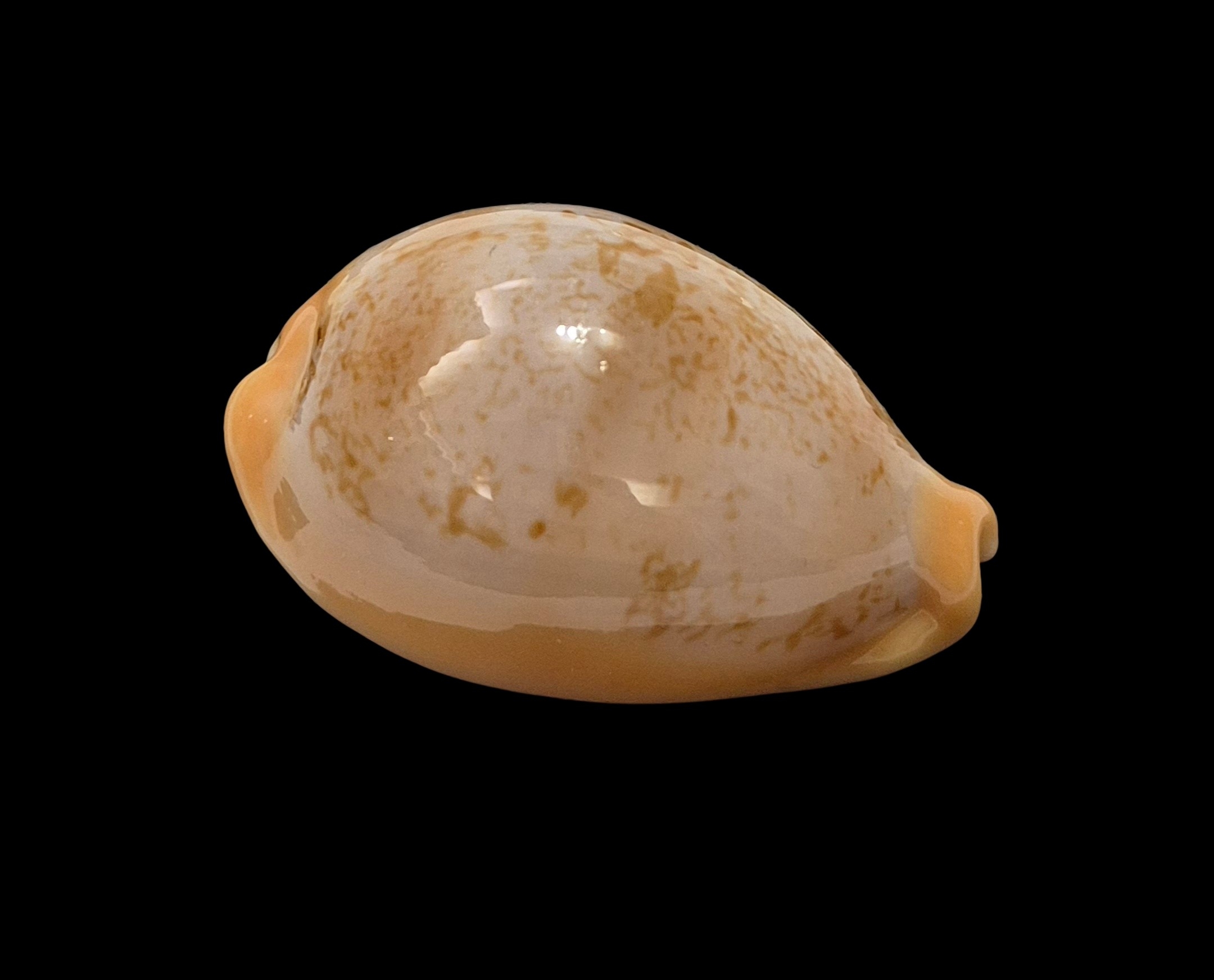 BC463 Austrasiatica langfordi poppeorum - Image 2