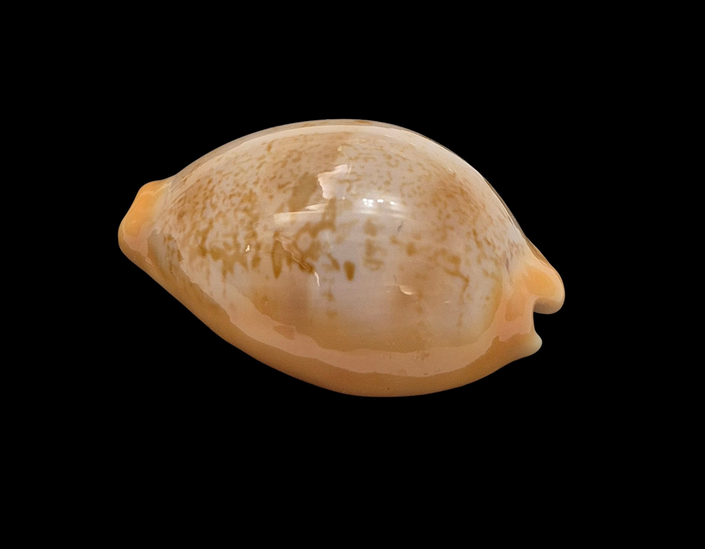 BC463 Austrasiatica langfordi poppeorum - Image 3
