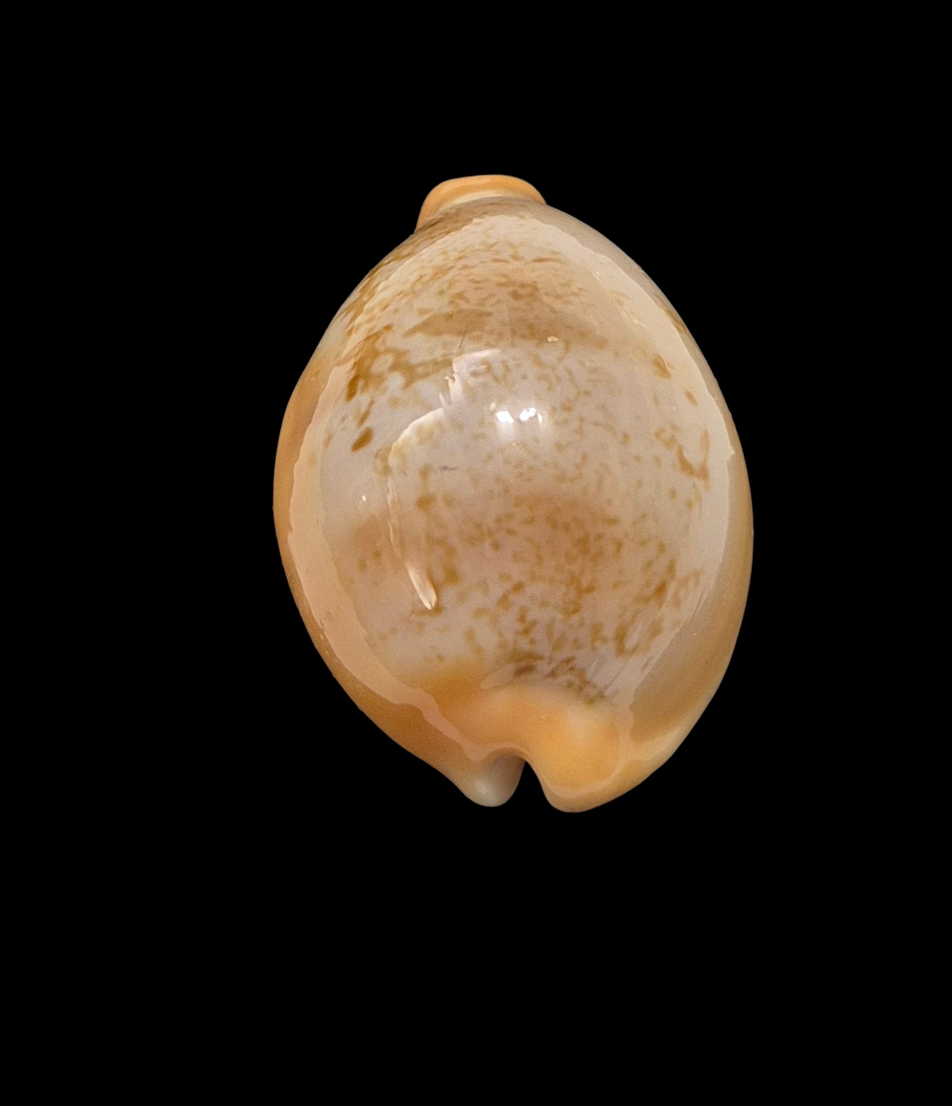 BC463 Austrasiatica langfordi poppeorum - Image 4