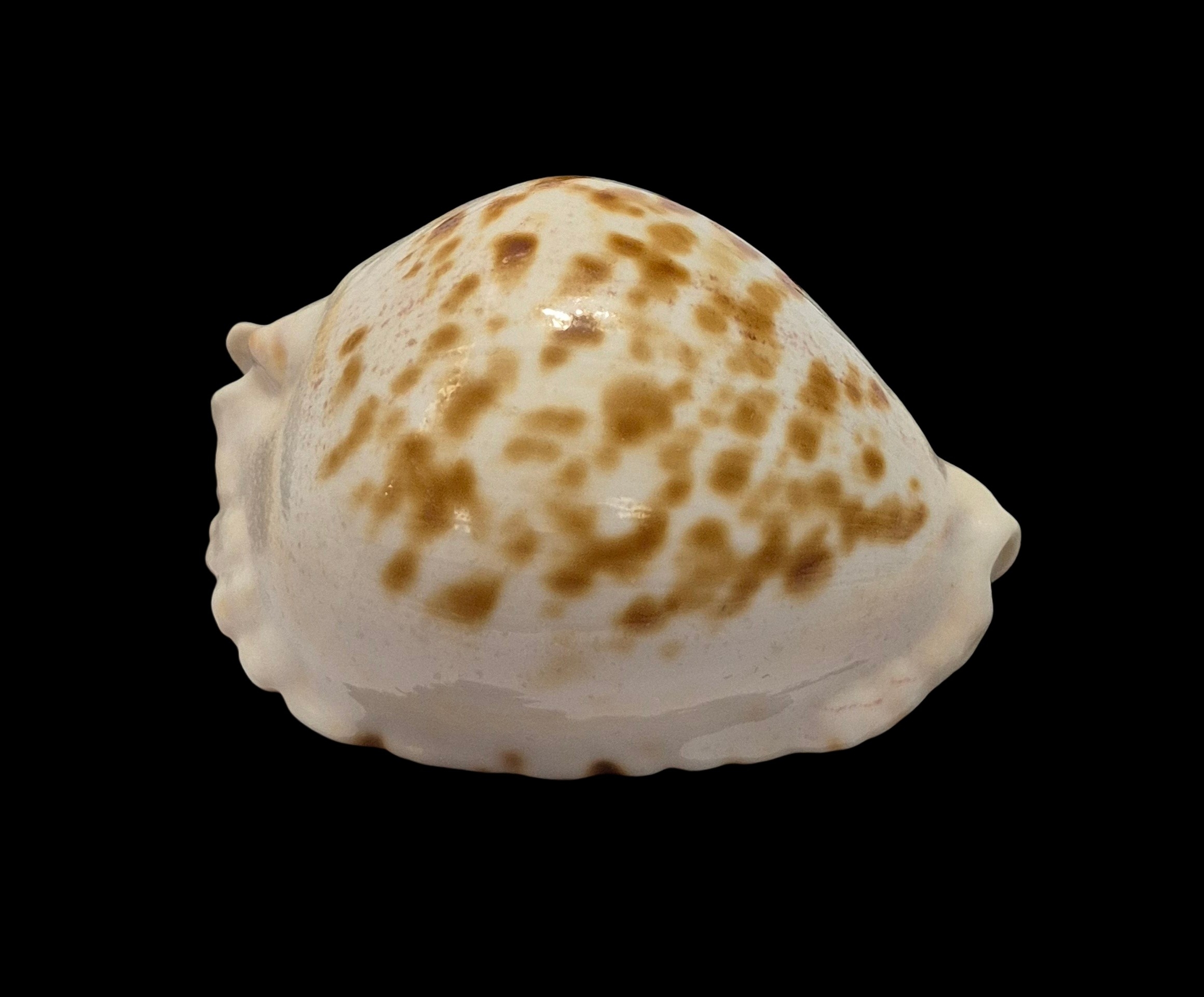 BC466 Zoila marginata orientalis - Image 2