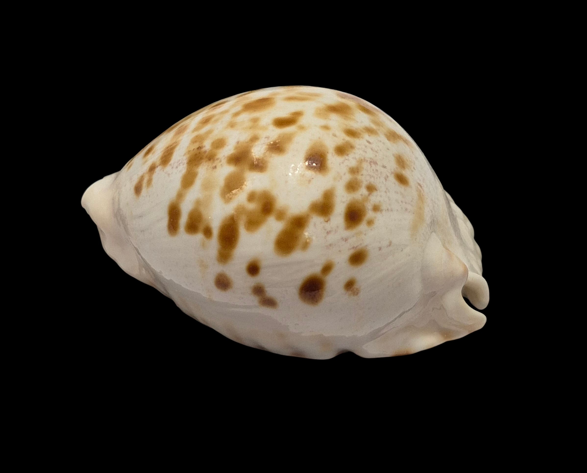 BC466 Zoila marginata orientalis - Image 3