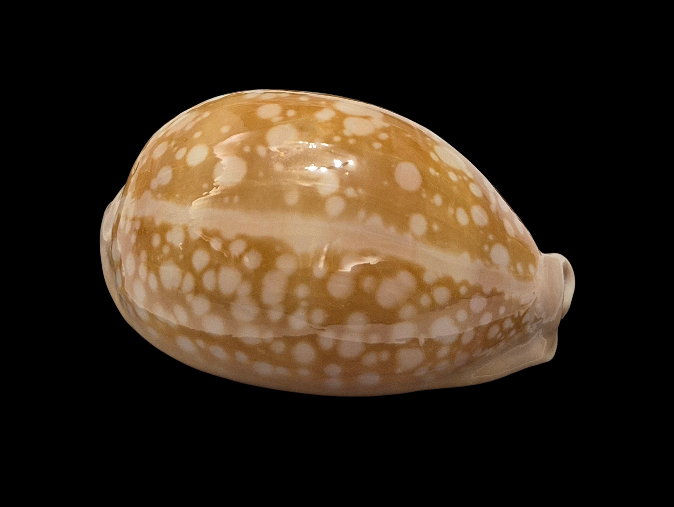 BC469 Callistocypraea nivosa - BIG SIZE - Image 2