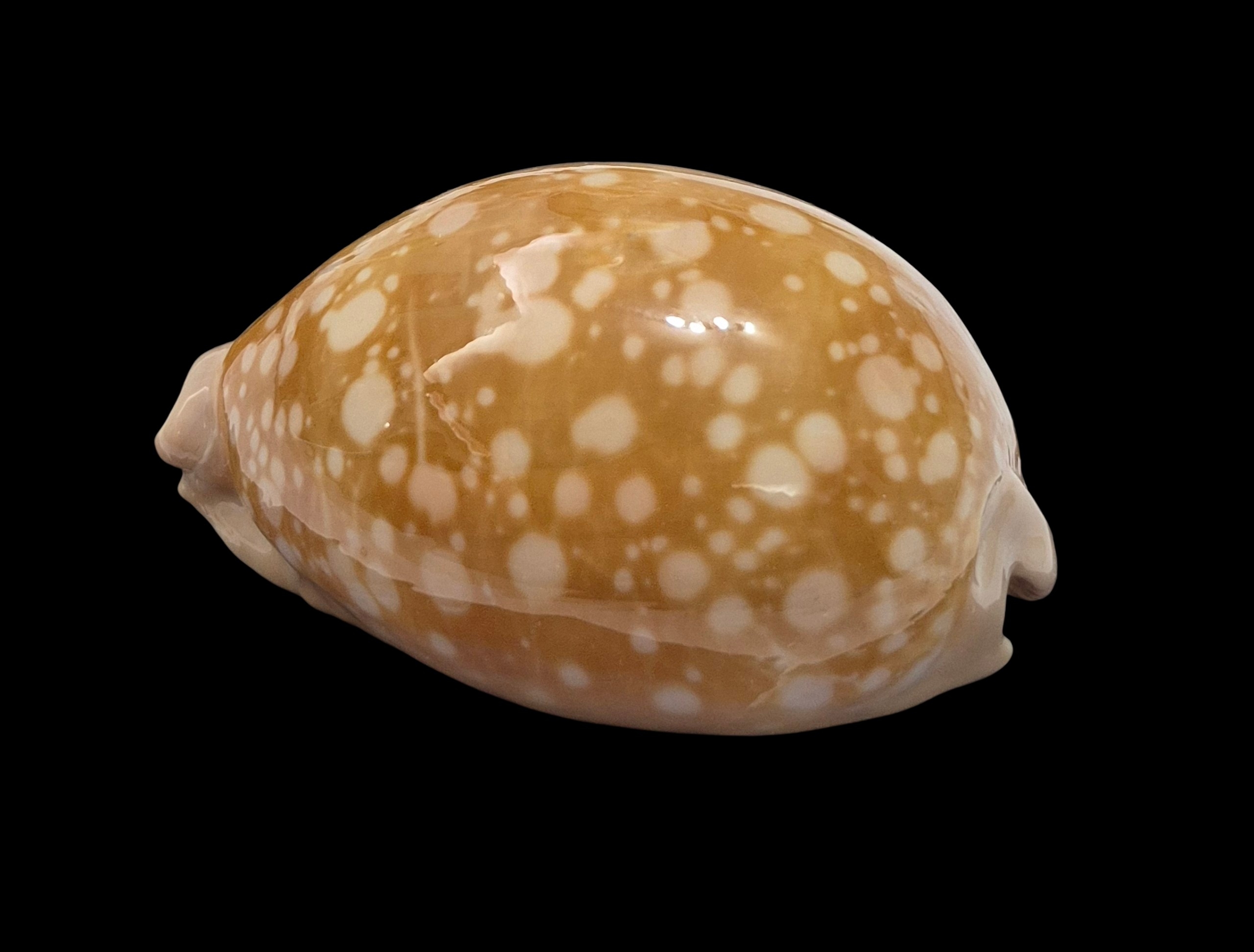 BC469 Callistocypraea nivosa - BIG SIZE - Image 3