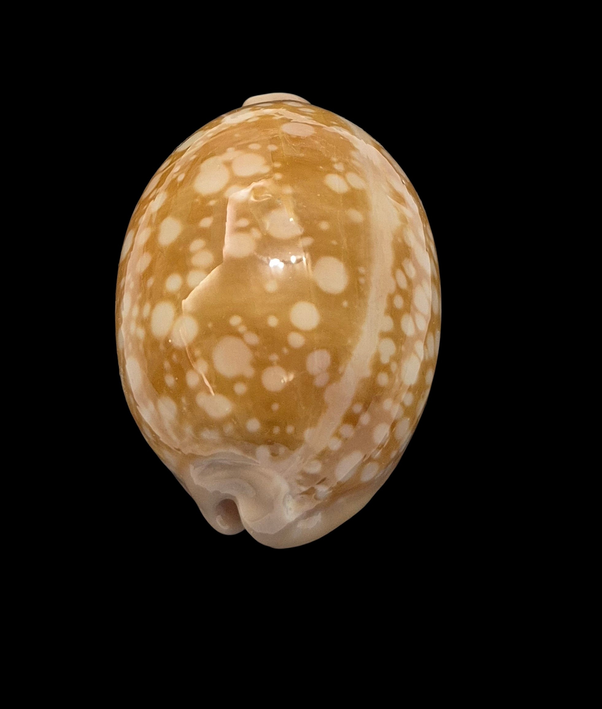 BC469 Callistocypraea nivosa - BIG SIZE - Image 4