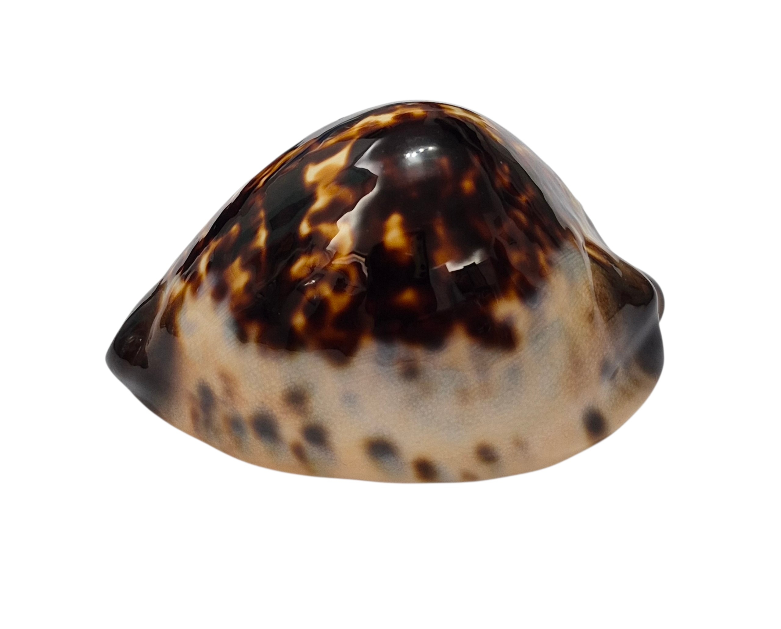 BC449 Zoila eludens - BLACK DORSUM - Image 3