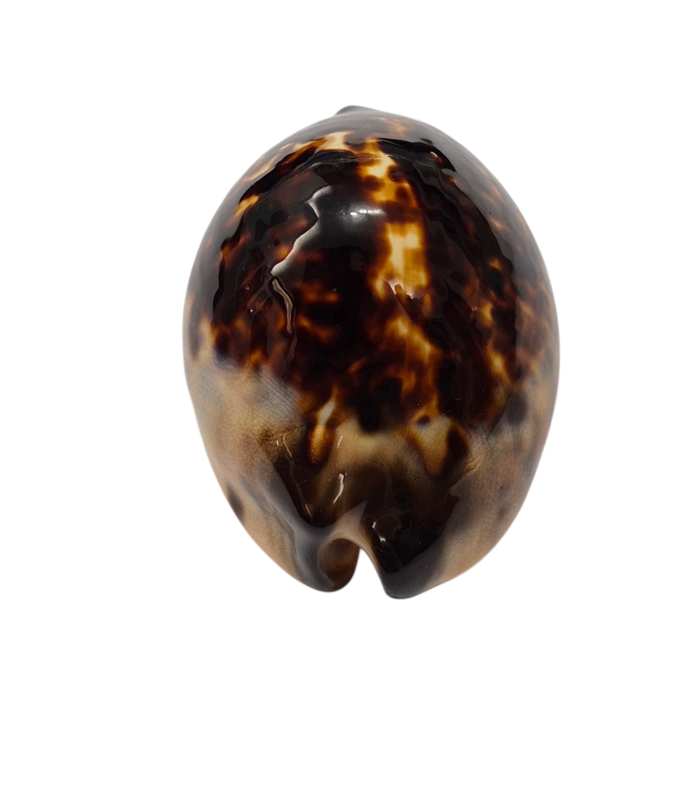 BC449 Zoila eludens - BLACK DORSUM - Image 5