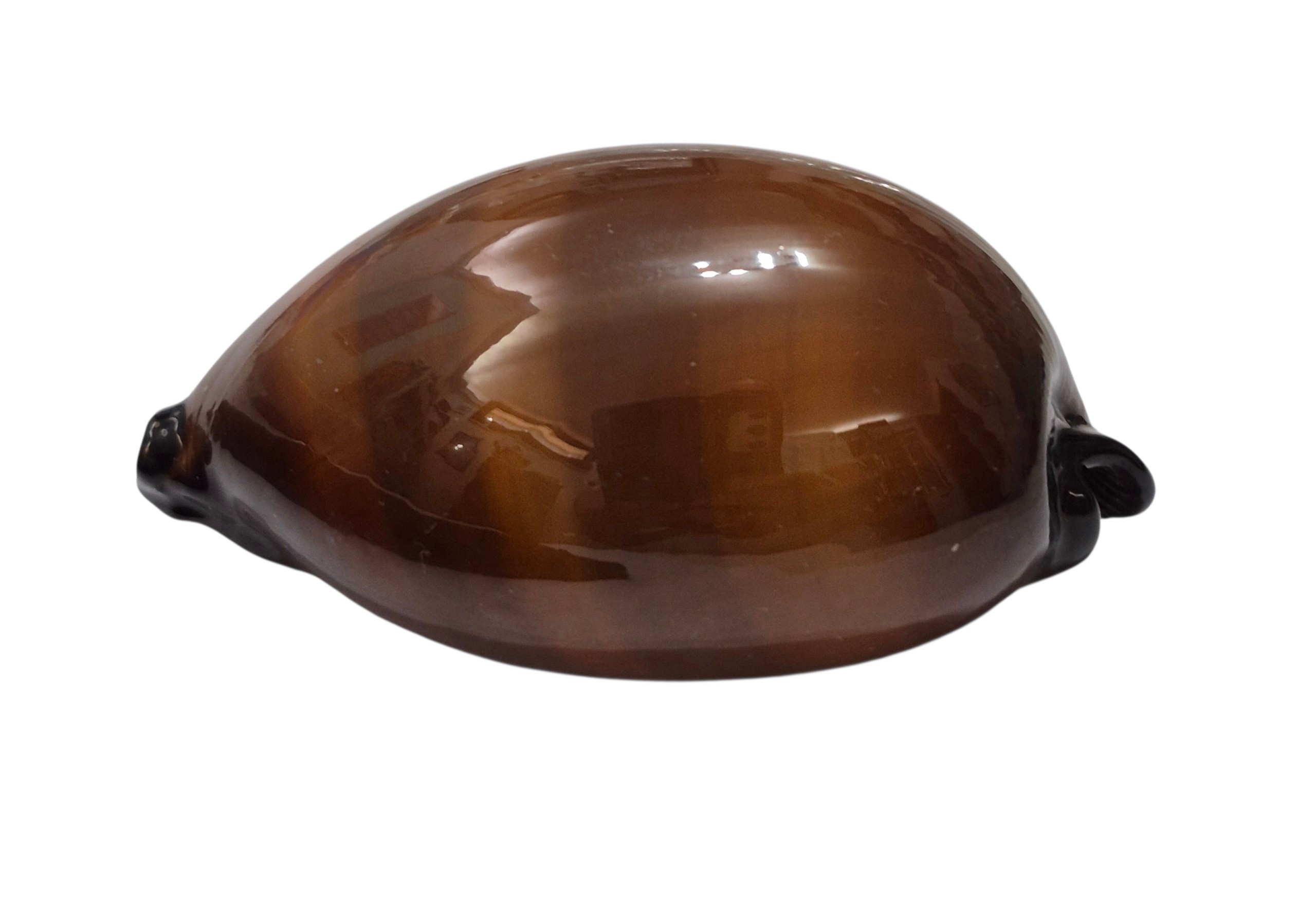 BC474 Talparia exusta - XL BEAUTY - Image 4