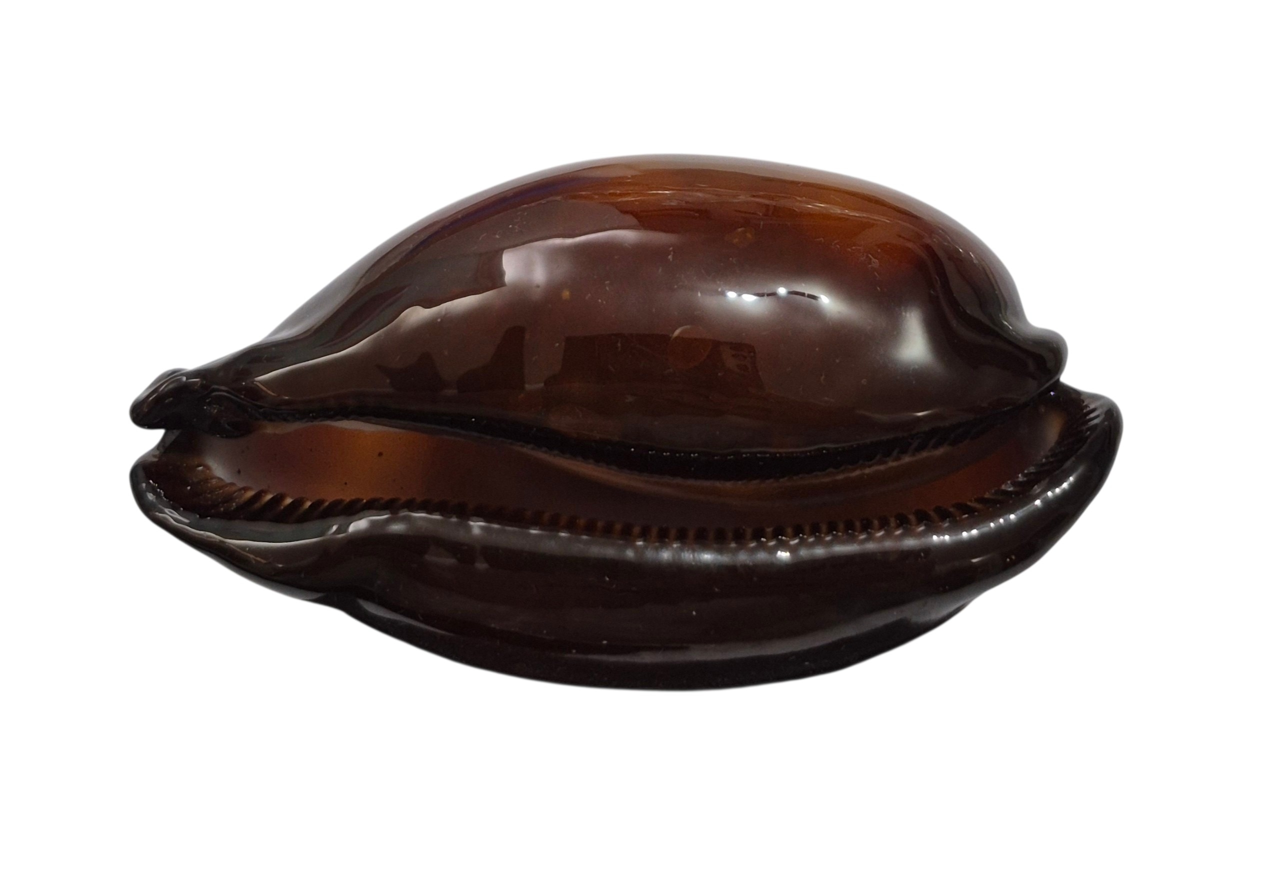 BC474 Talparia exusta - XL BEAUTY - Image 2