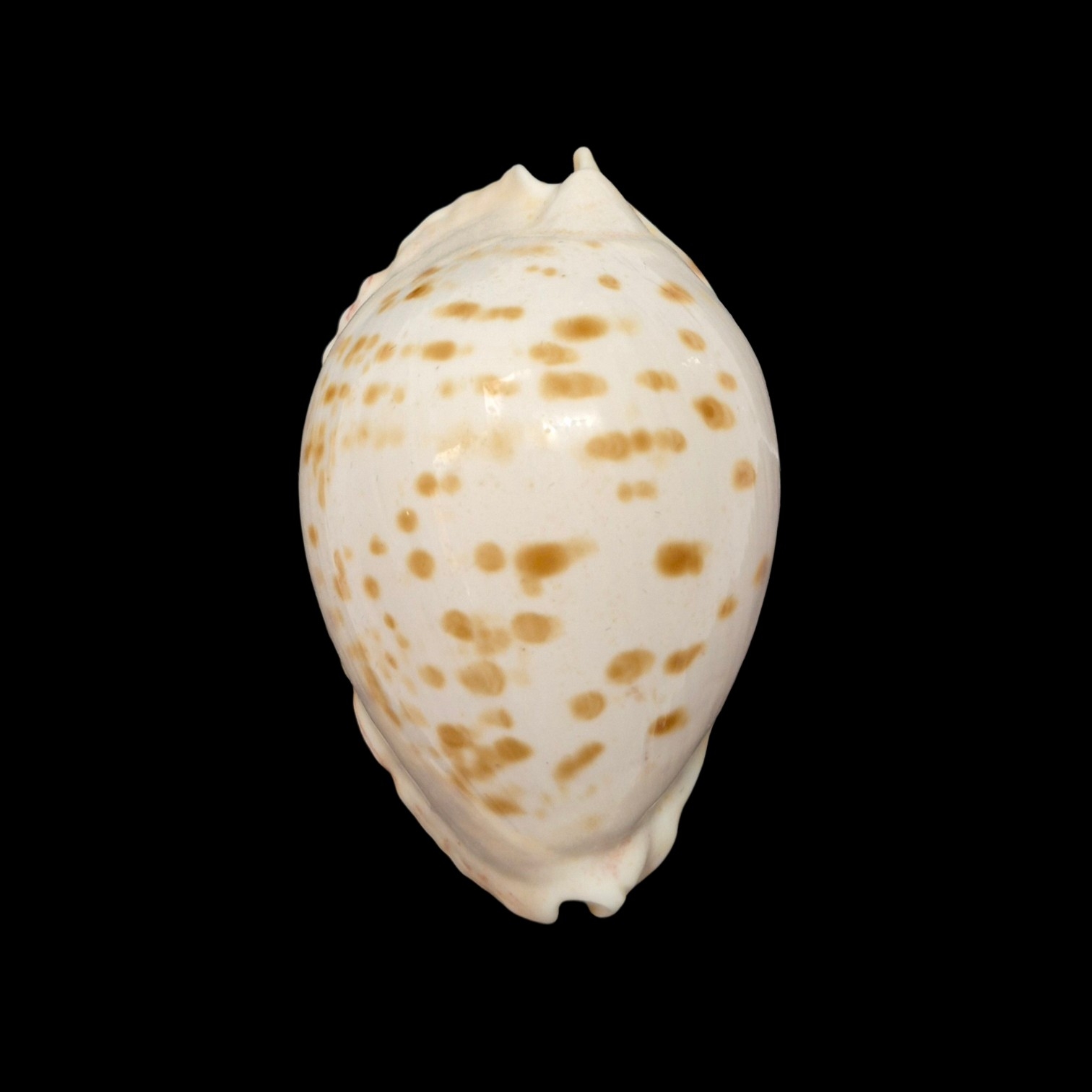 BC476 Zoila marginata orientalis - BIG SIZE