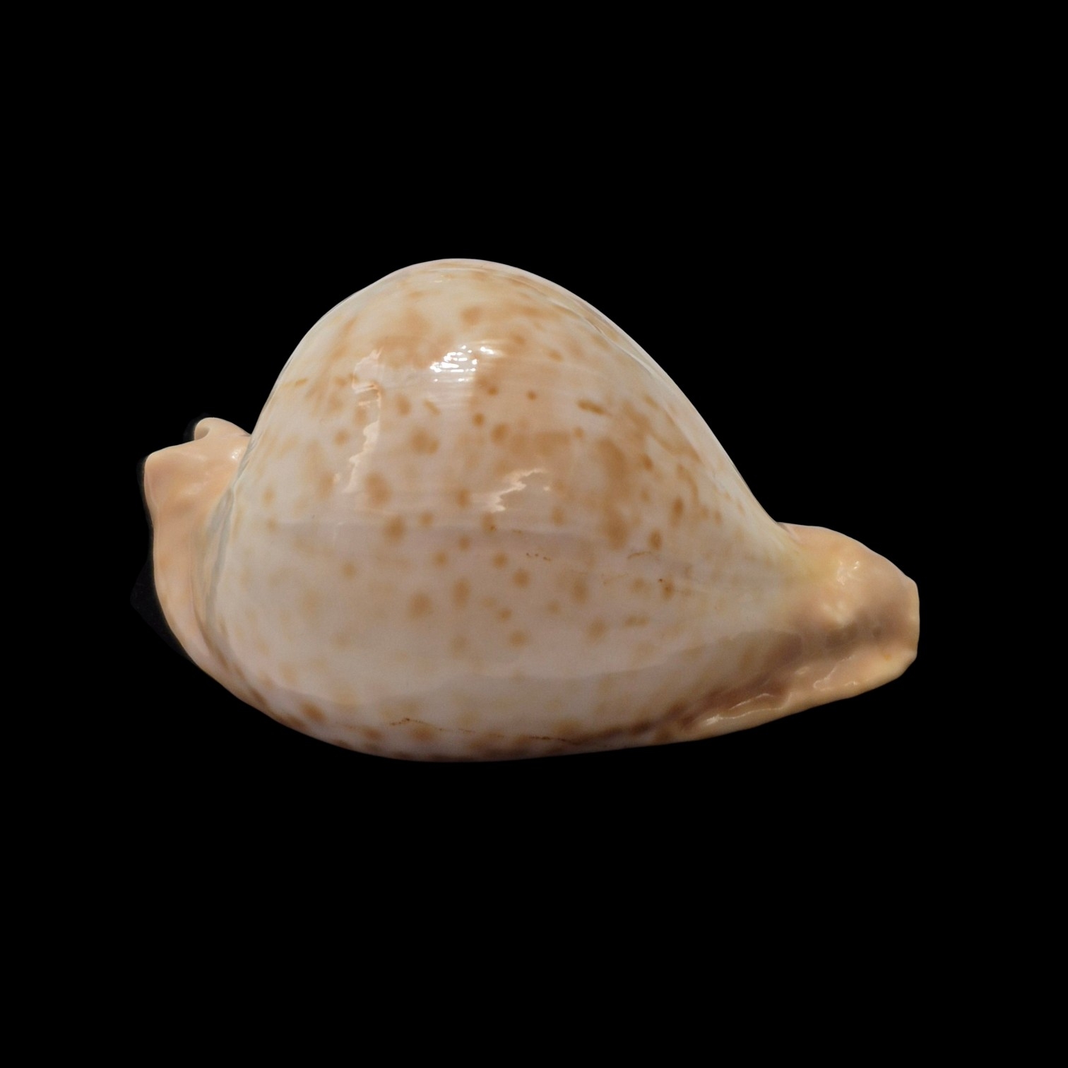 BC477 Umbilia petilirostris - SELECTED - Image 2