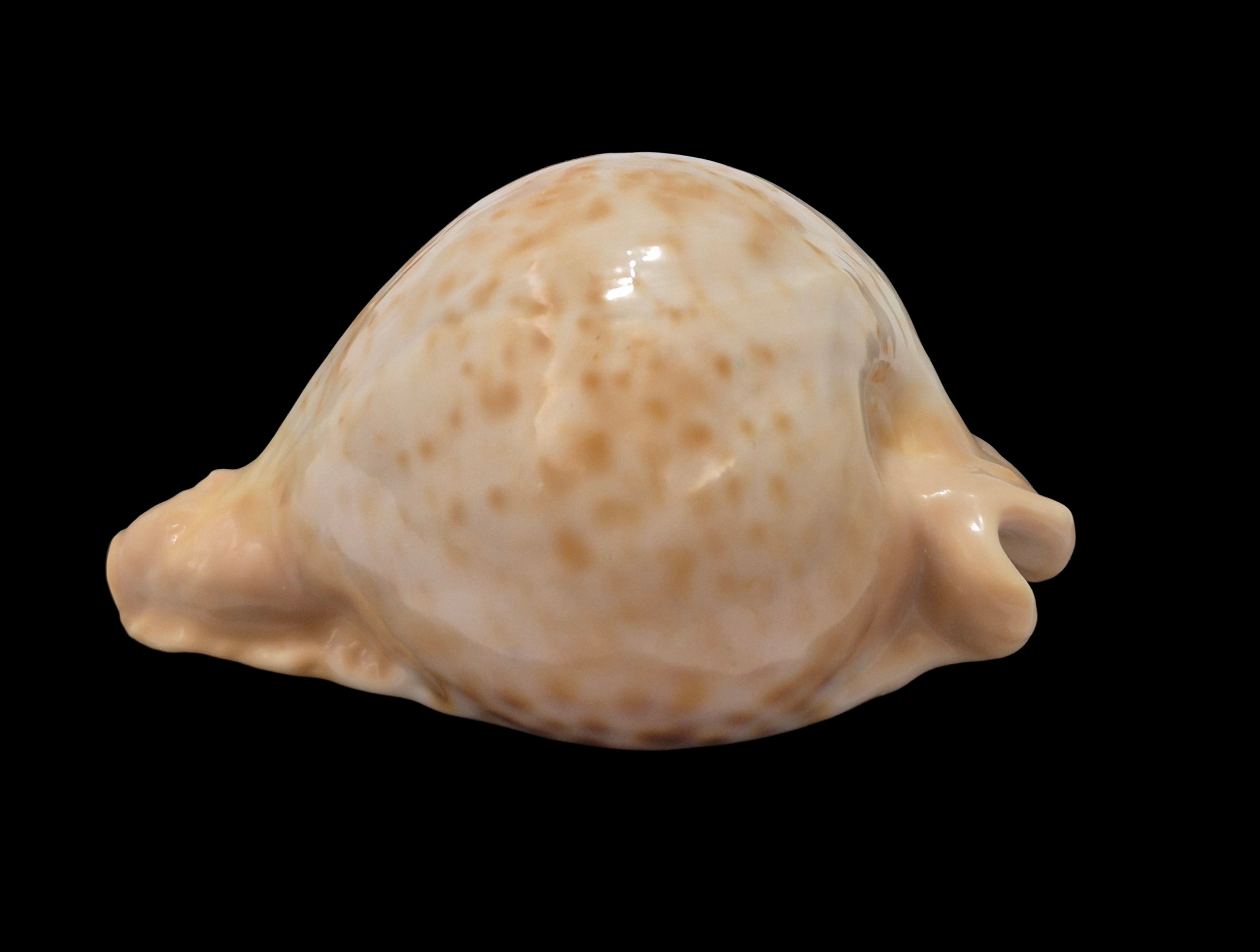 BC477 Umbilia petilirostris - SELECTED - Image 3