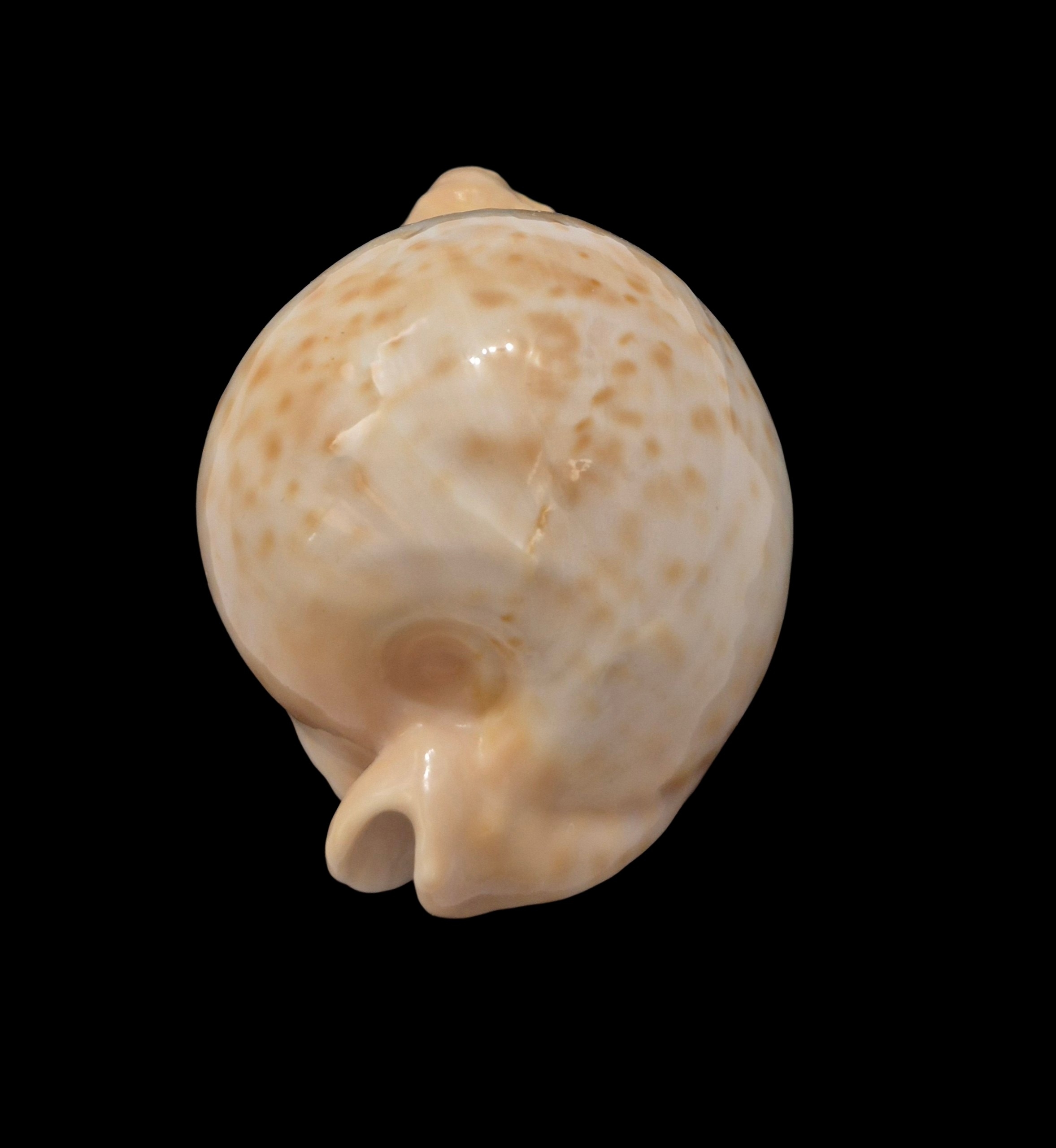 BC477 Umbilia petilirostris - SELECTED - Image 4