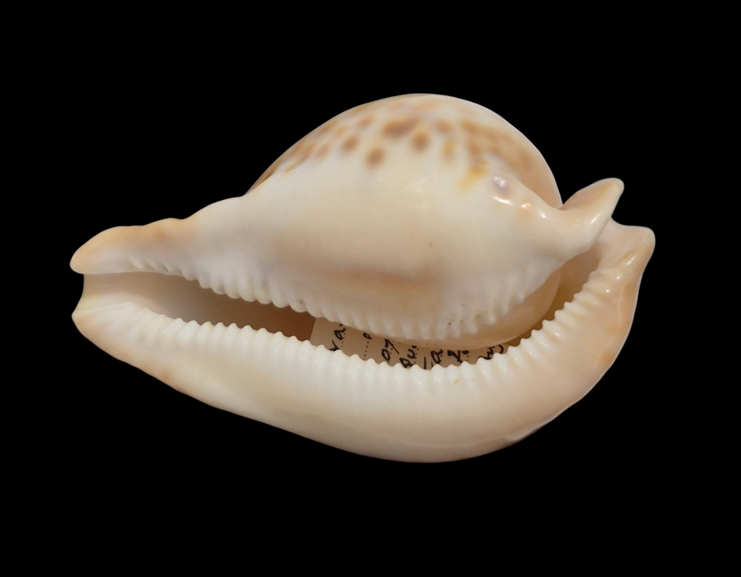 BC477 Umbilia petilirostris - SELECTED - Image 5