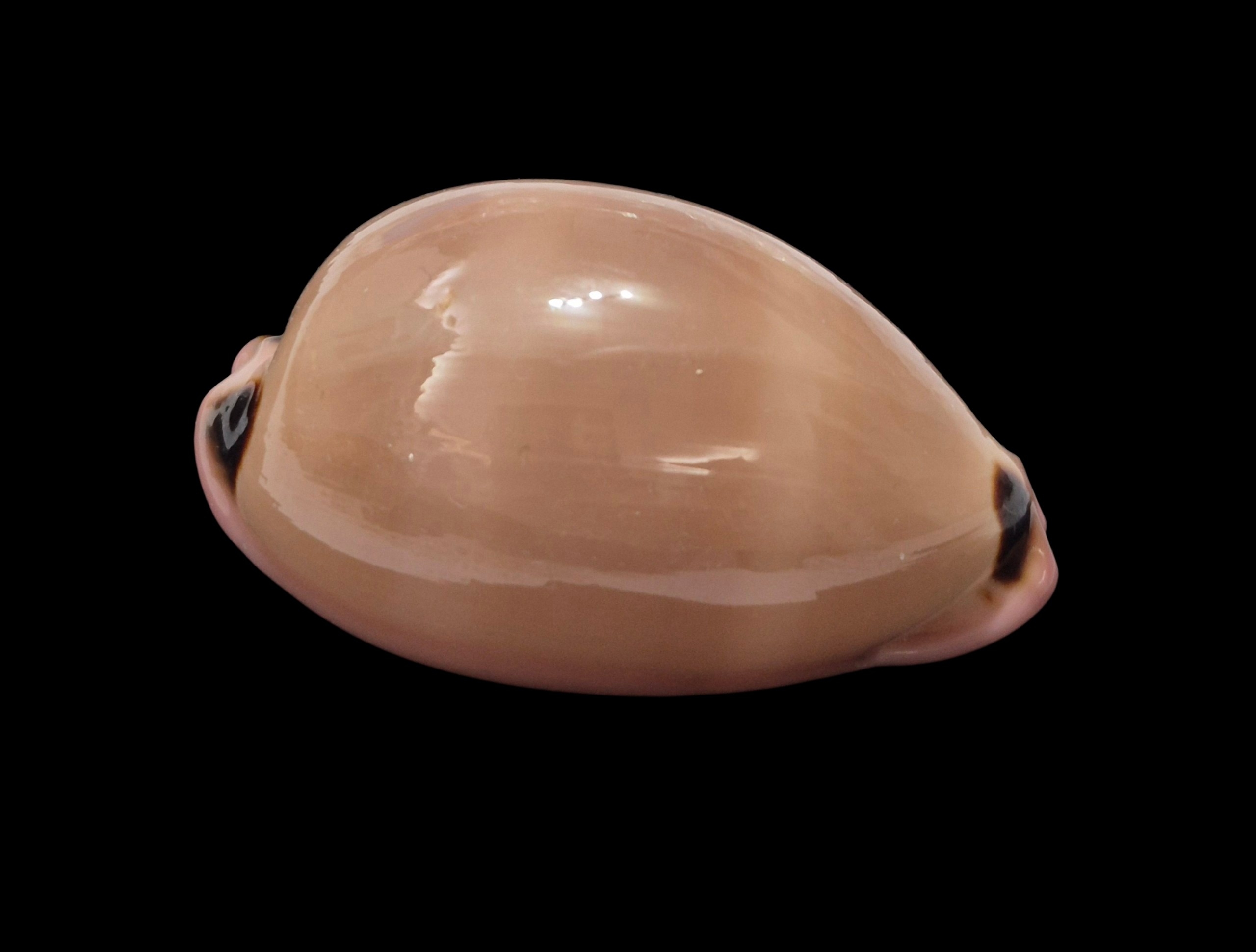 BC479 Luria pulchra sinaiensis - Image 3