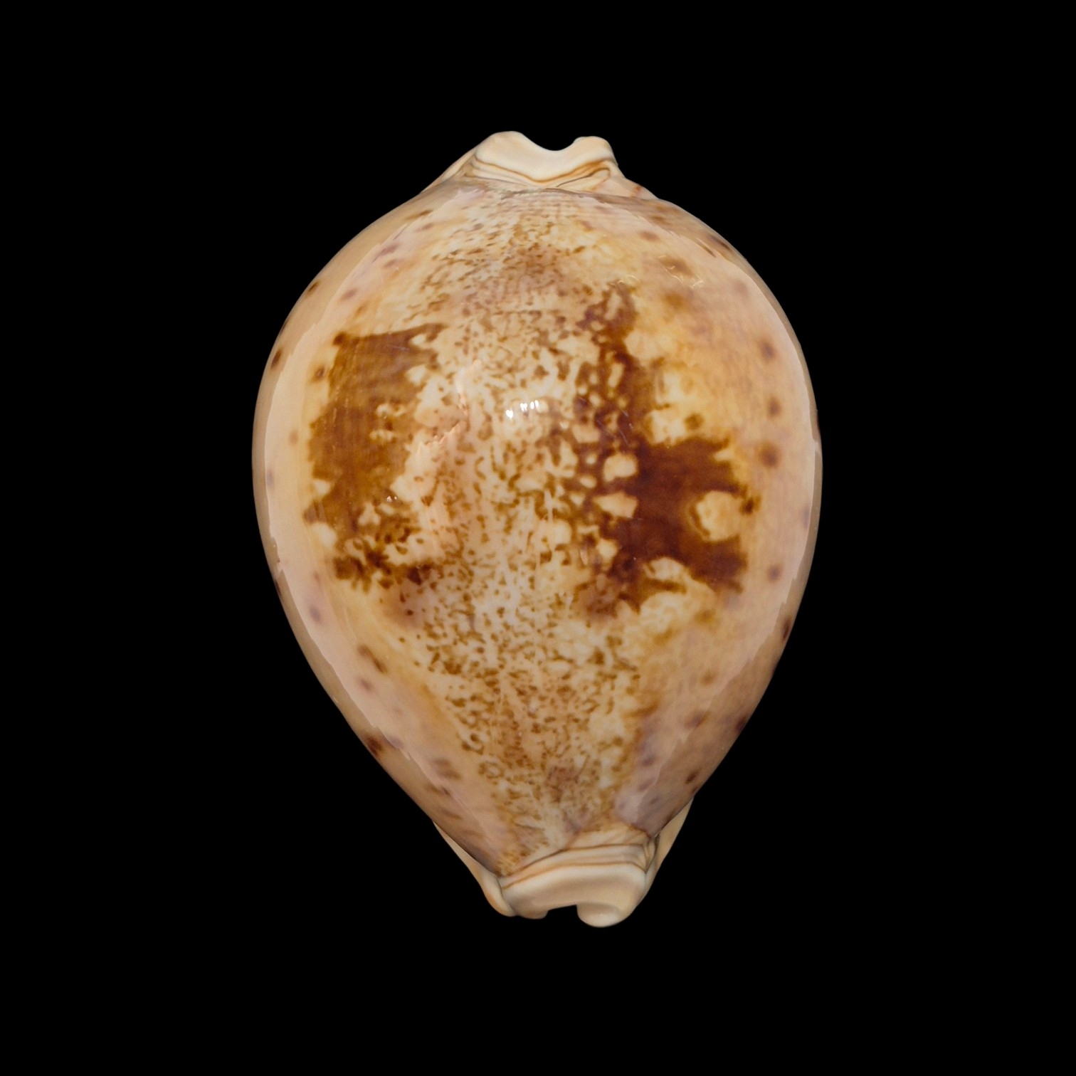 BC482 Leporicypraea valentia - Image 2