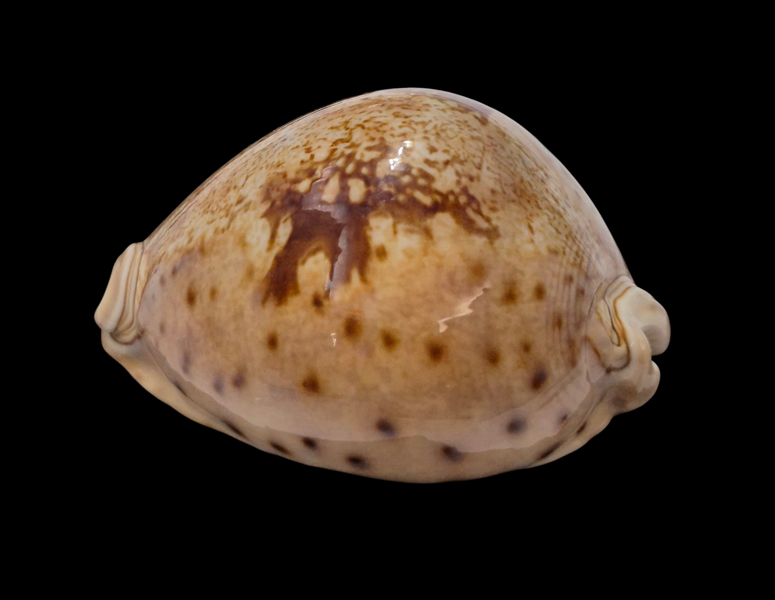 BC482 Leporicypraea valentia - Image 3