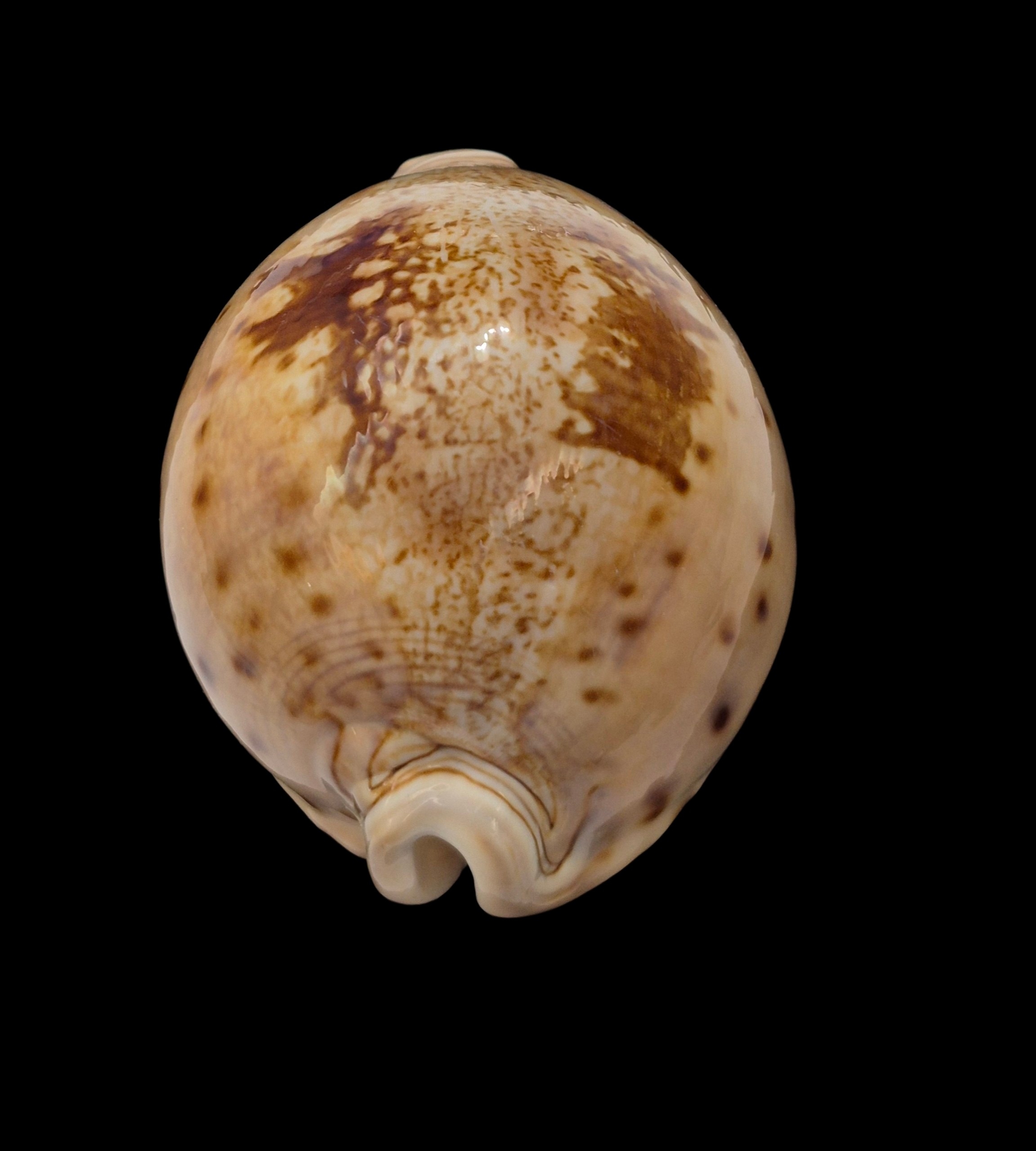 BC482 Leporicypraea valentia - Image 4