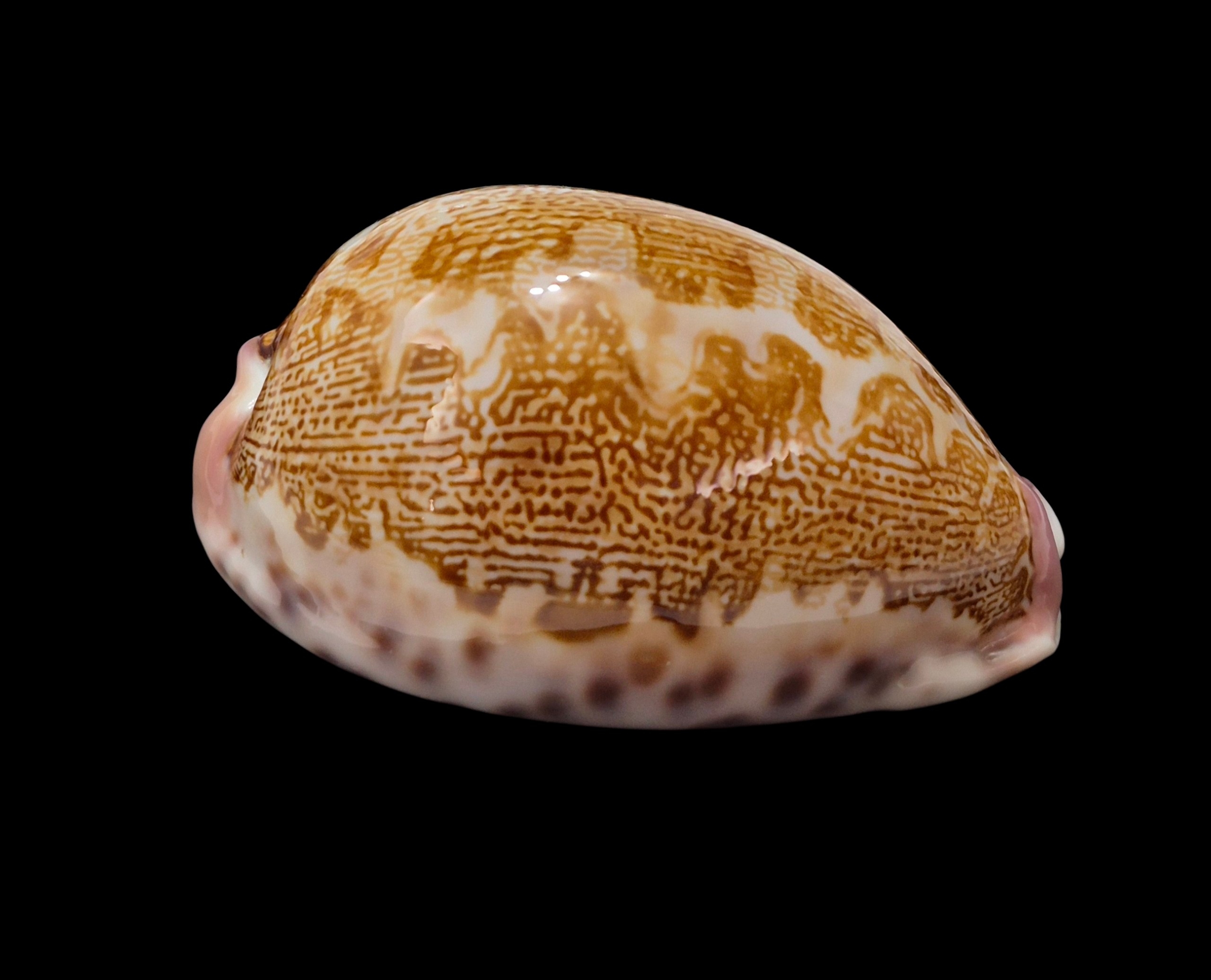 BC483 Leporicypraea mappa rosea - Image 3