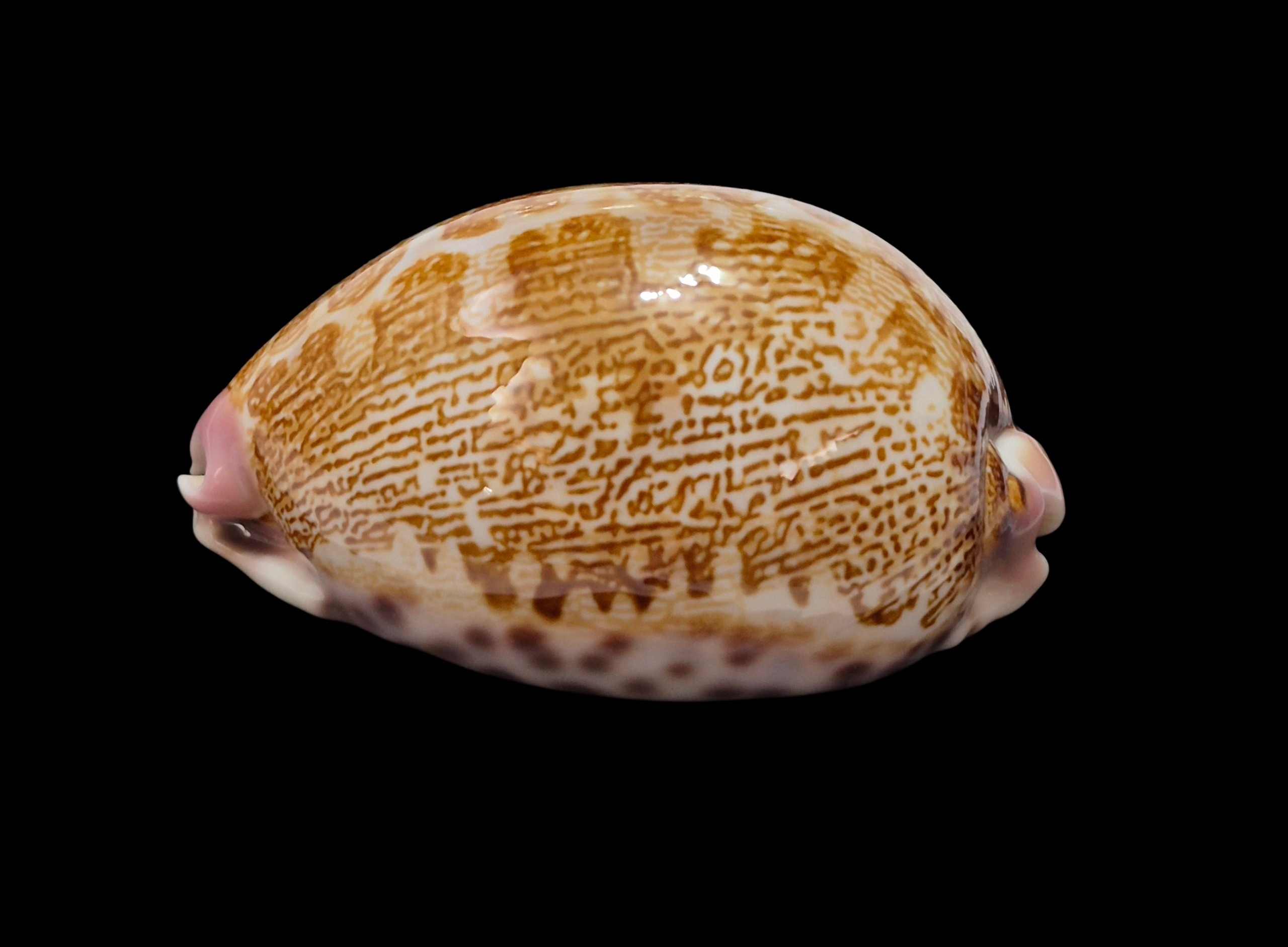 BC483 Leporicypraea mappa rosea - Image 4