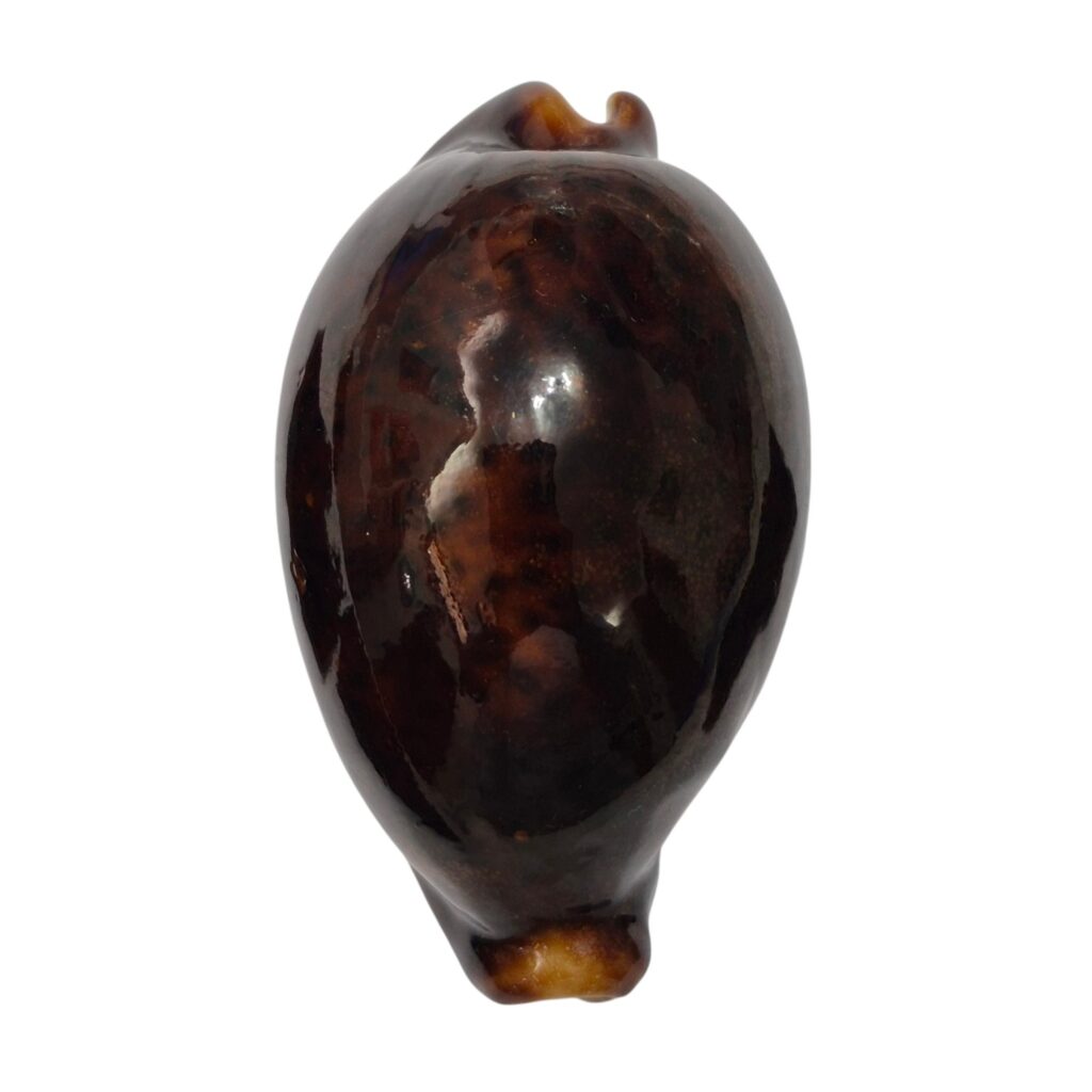 BC485 Cypraea pantherina - GREAT MELANISTIC FORM