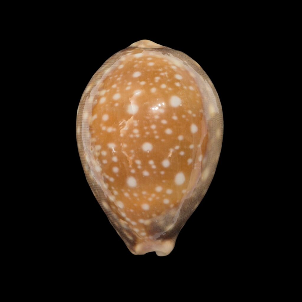 BC486 Lyncina vitellus - FROM HAWAII